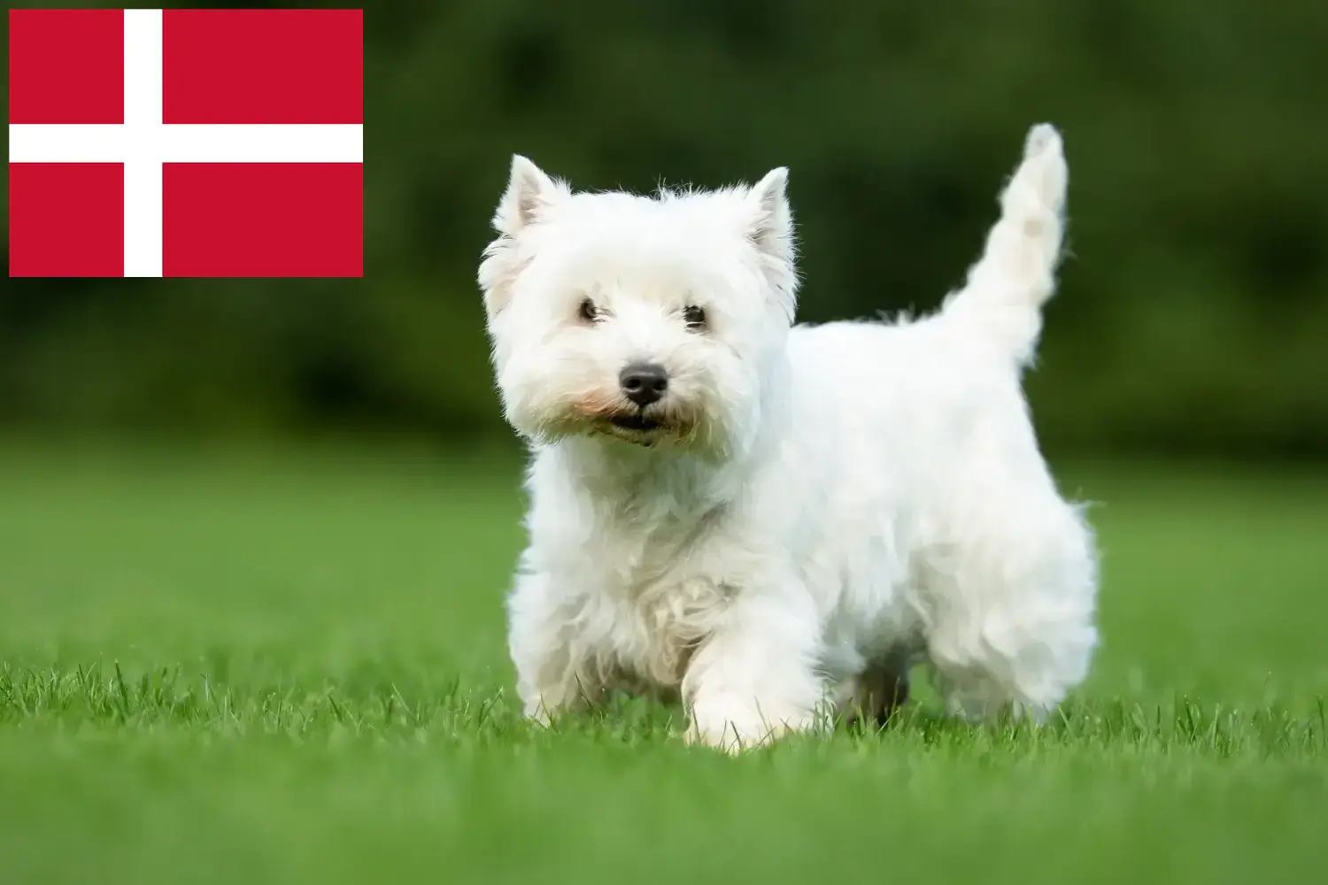Westie Welpen und Züchter Dänemark Hier findest Du Westies Züchter in Dänemark.