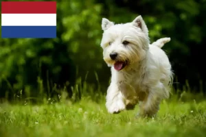 Mehr über den Artikel erfahren Westie Züchter und Welpen in den Niederlanden
