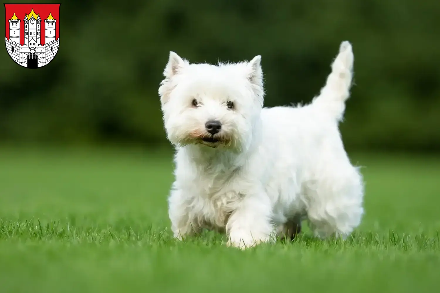 Westie Welpen und Züchter Salzburg Hier findest Du Westies Züchter in Salzburg.