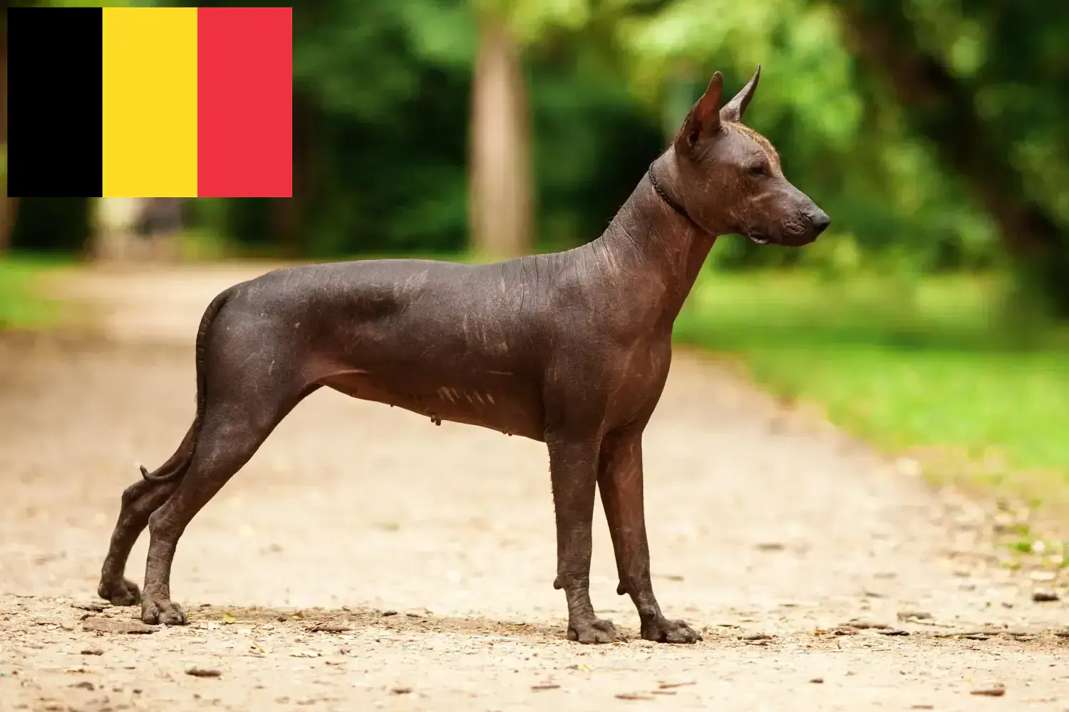 Xolo Welpen und Züchter Belgien Hier findest Du Xolos Züchter in Belgien.