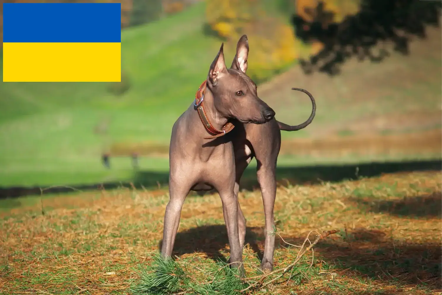 Xolo Welpen und Züchter Ukraine Hier findest Du Xolos Züchter in der Ukraine.