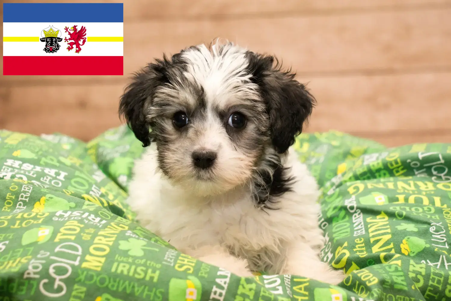 Yorkipoo Welpen und Züchter Mecklenburg-Vorpommern Hier findest Du Yorkipoos Züchter in Mecklenburg-Vorpommern.