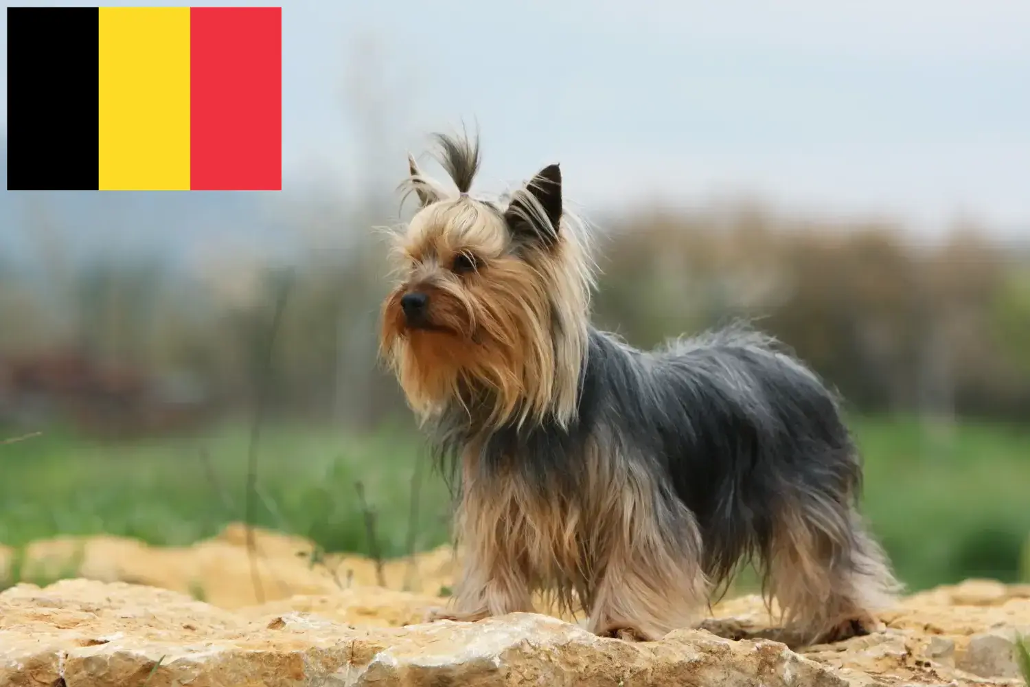 Yorkshire Terrier Welpen und Züchter Belgien Hier findest Du Yorkshire Terrier Züchter in Belgien.