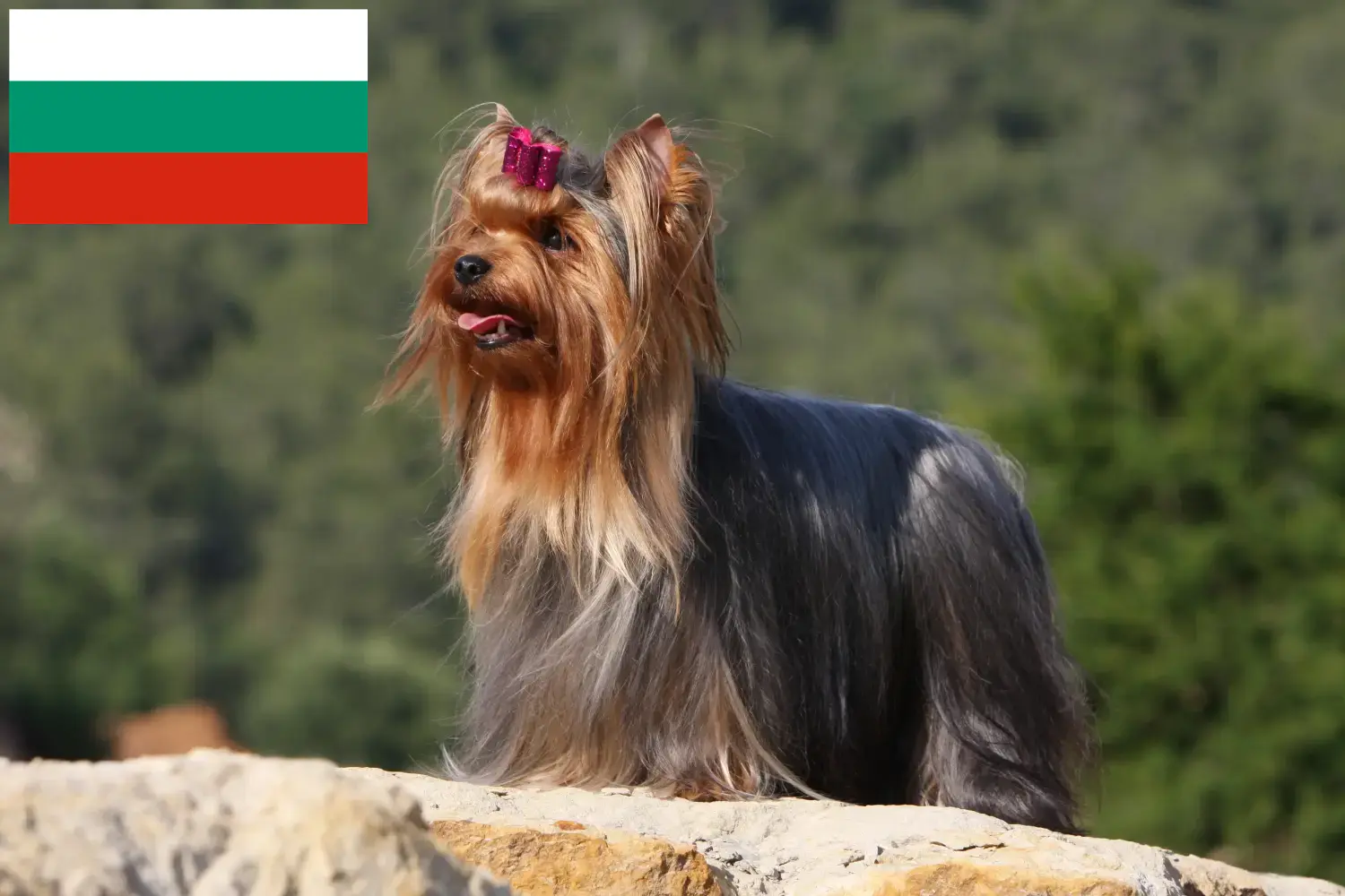 Yorkshire Terrier Welpen und Züchter Bulgarien Hier findest Du Yorkshire Terrier Züchter in Bulgarien.