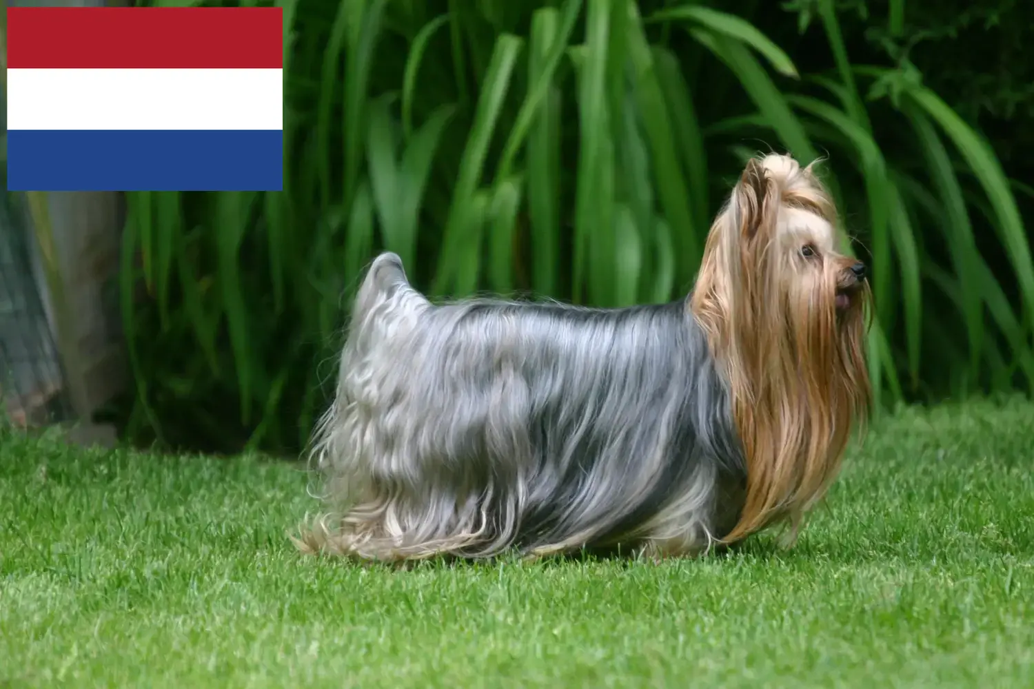 Yorkshire Terrier Welpen und Züchter Niederlande Hier findest Du Yorkshire Terrier Züchter in den Niederlanden.