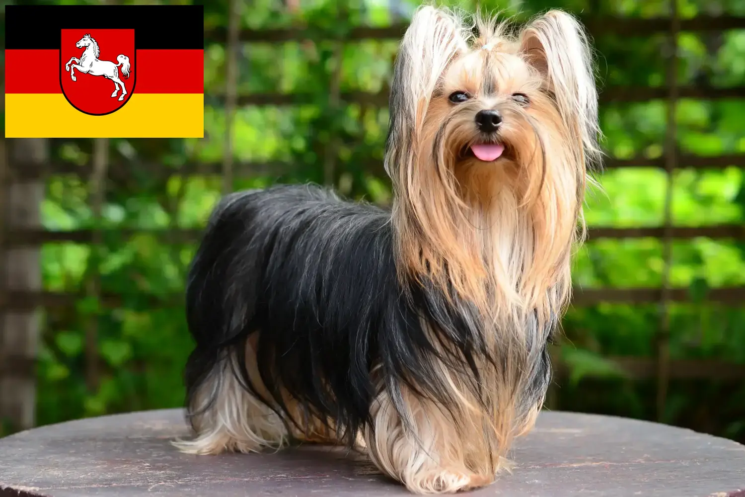 Yorkshire Terrier Welpen und Züchter Niedersachsen Hier findest Du Yorkshire Terrier Züchter in Niedersachsen.