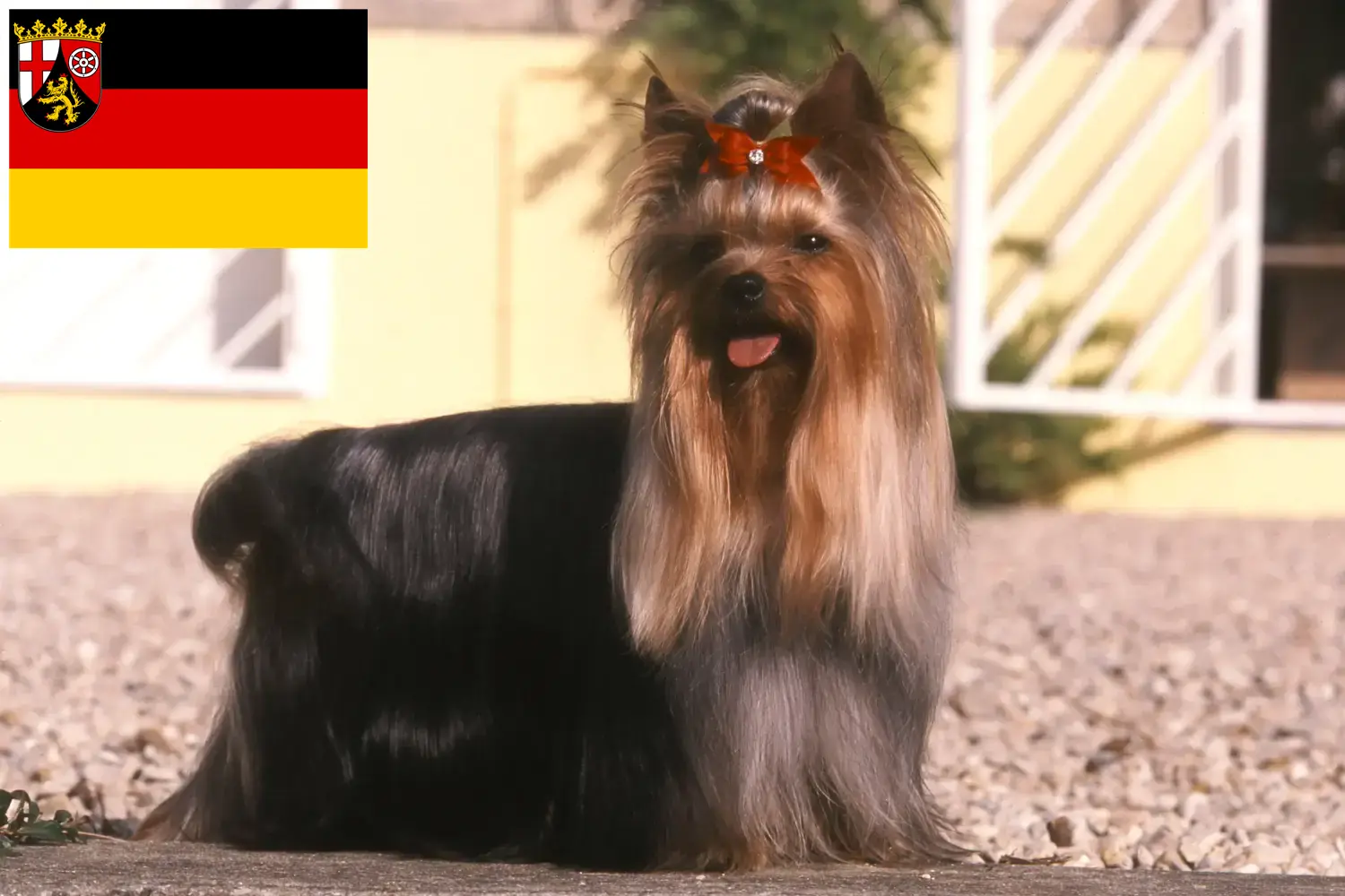 Yorkshire Terrier Welpen und Züchter Rheinland-Pfalz Hier findest Du Yorkshire Terrier Züchter in Rheinland-Pfalz.