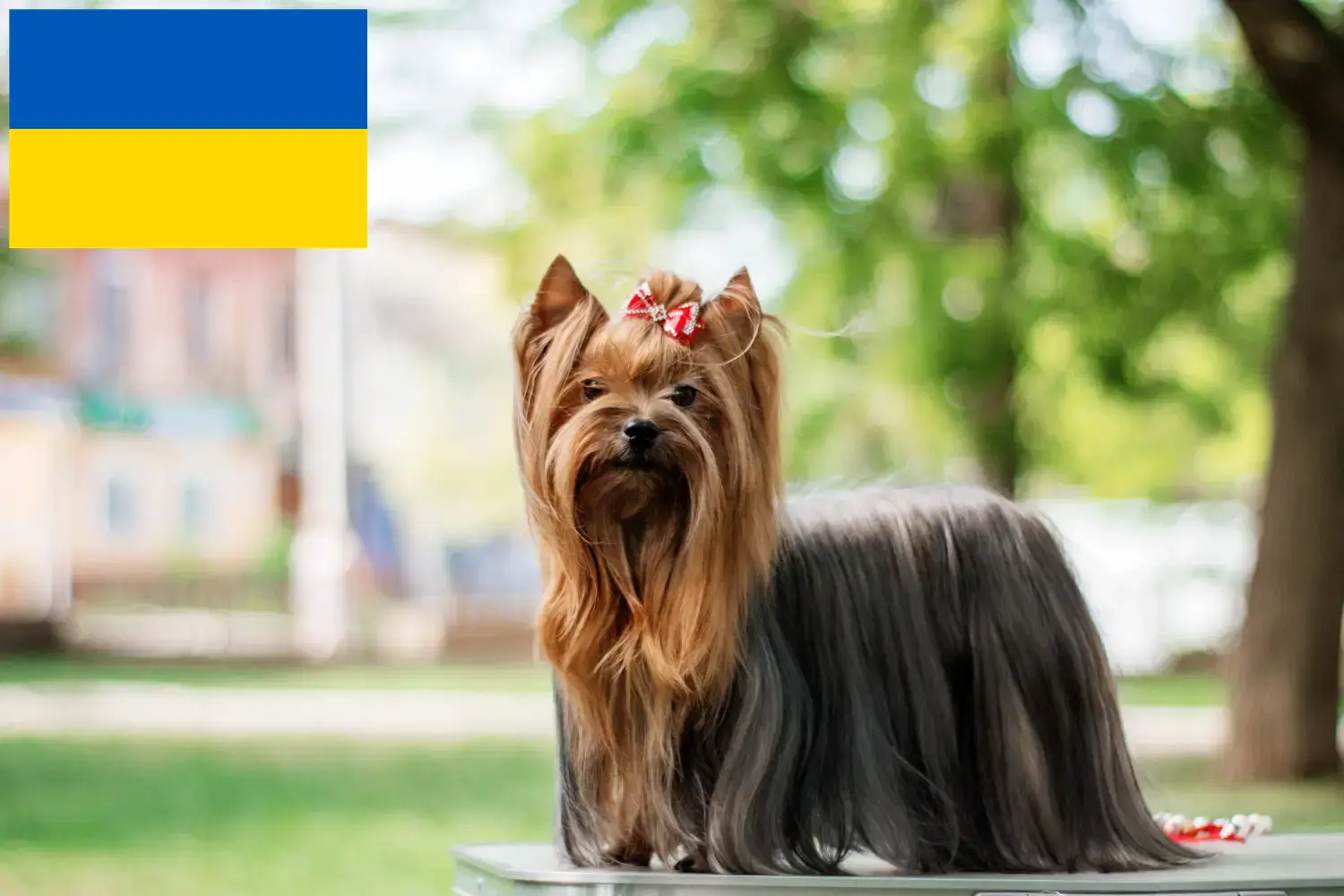Yorkshire Terrier Welpen und Züchter Ukraine Hier findest Du Yorkshire Terrier Züchter in der Ukraine.