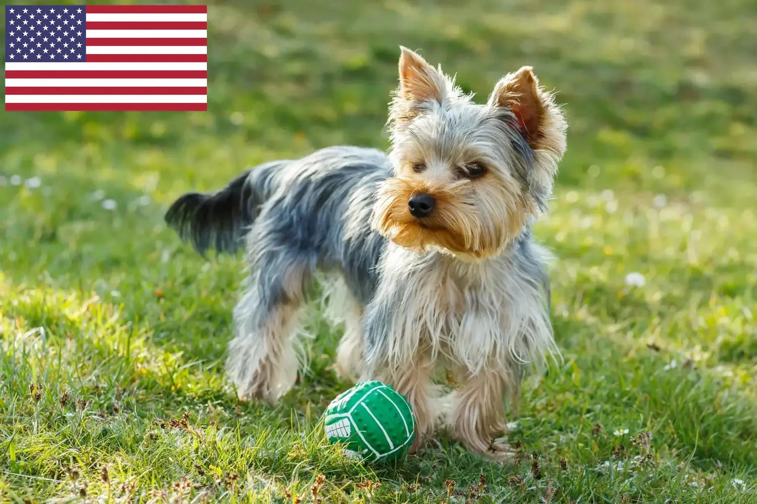 Yorkshire Terrier Welpen und Züchter USA Hier findest Du Yorkshire Terrier Züchter in den USA.