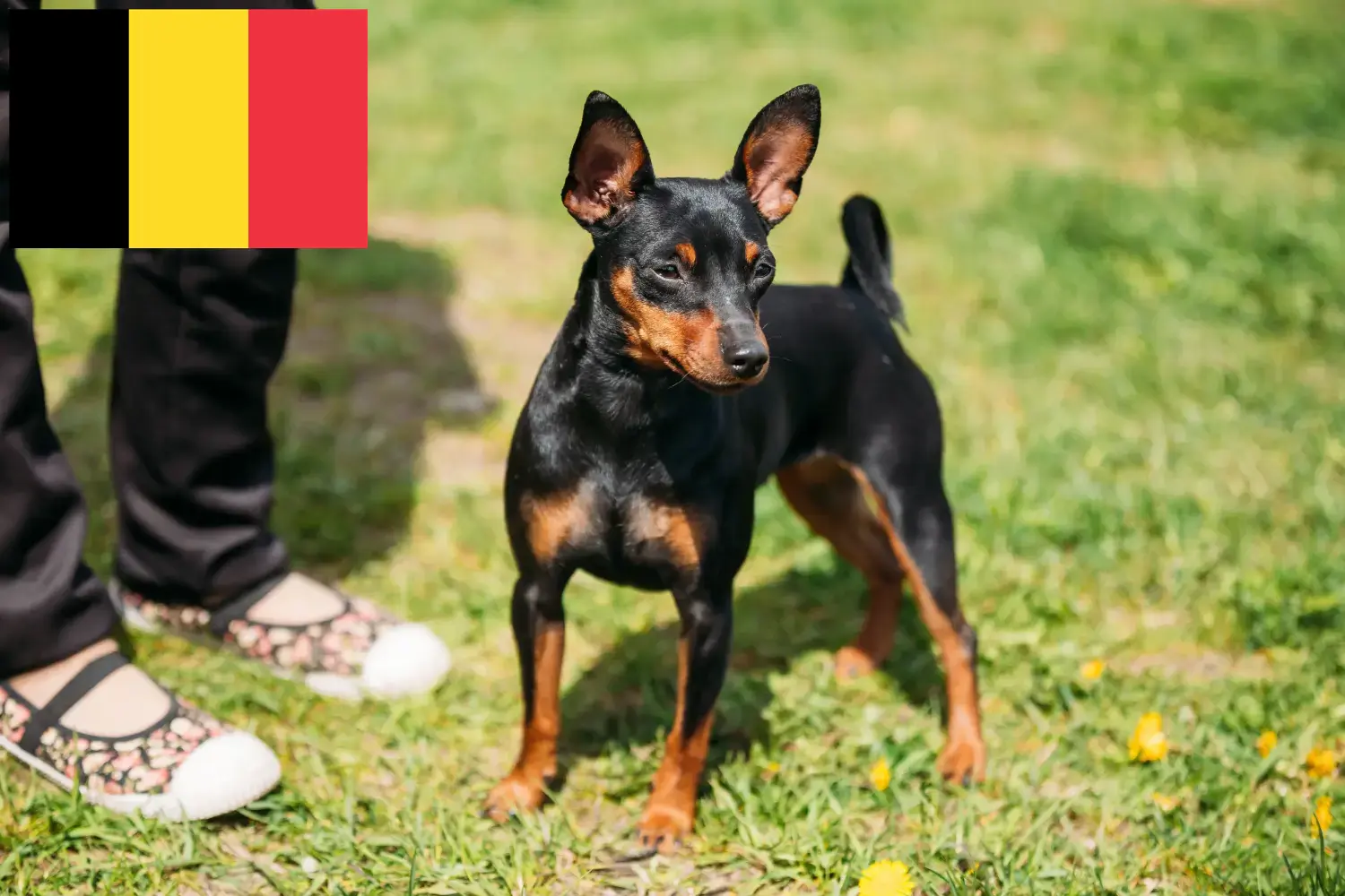 Zwergpinscher Welpen und Züchter Belgien Hier findest Du Zwergpinscher Züchter in Belgien.