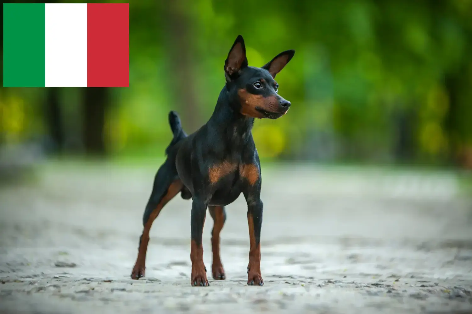 Zwergpinscher Welpen und Züchter Italien Hier findest Du Zwergpinscher Züchter in Italien.