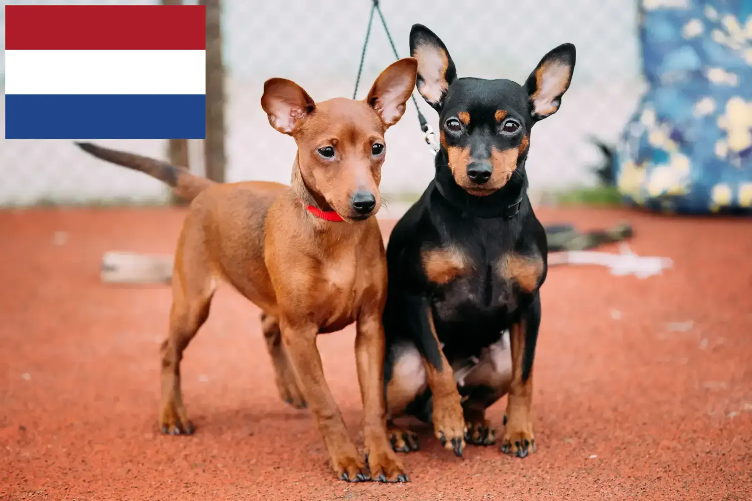 Zwergpinscher Welpen und Züchter Niederlande Hier findest Du Zwergpinscher Züchter in den Niederlanden.