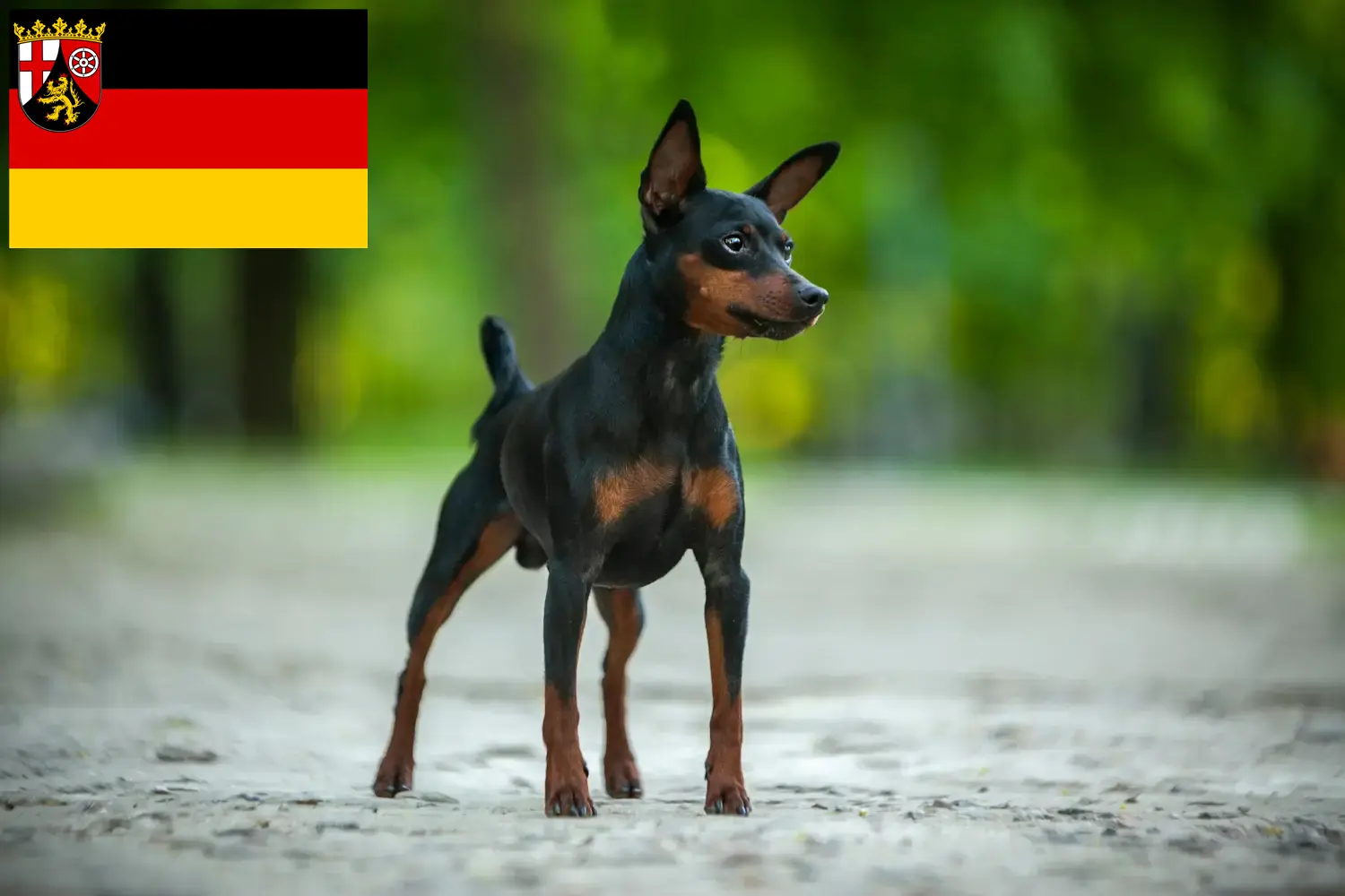 Zwergpinscher Welpen und Züchter Rheinland-Pfalz Hier findest Du Zwergpinscher Züchter in Rheinland-Pfalz.