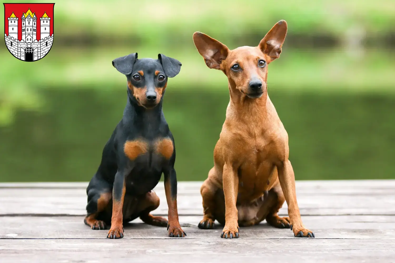 Zwergpinscher Welpen und Züchter Salzburg Hier findest Du Zwergpinscher Züchter in Salzburg.