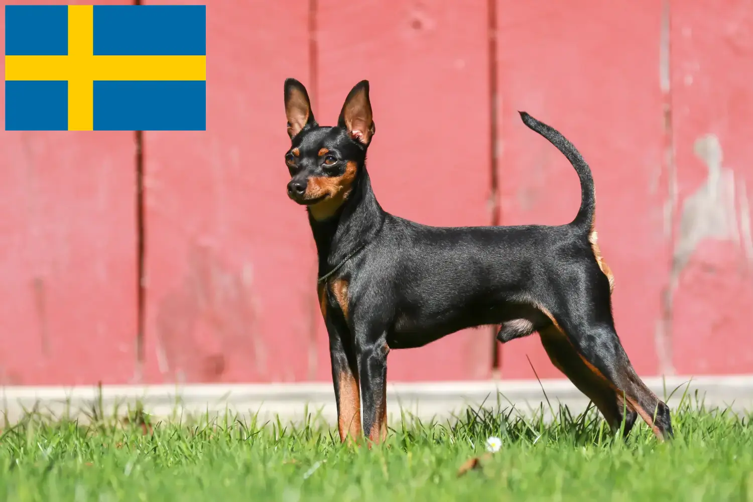 Zwergpinscher Welpen und Züchter Schweden Hier findest Du Zwergpinscher Züchter in Schweden.