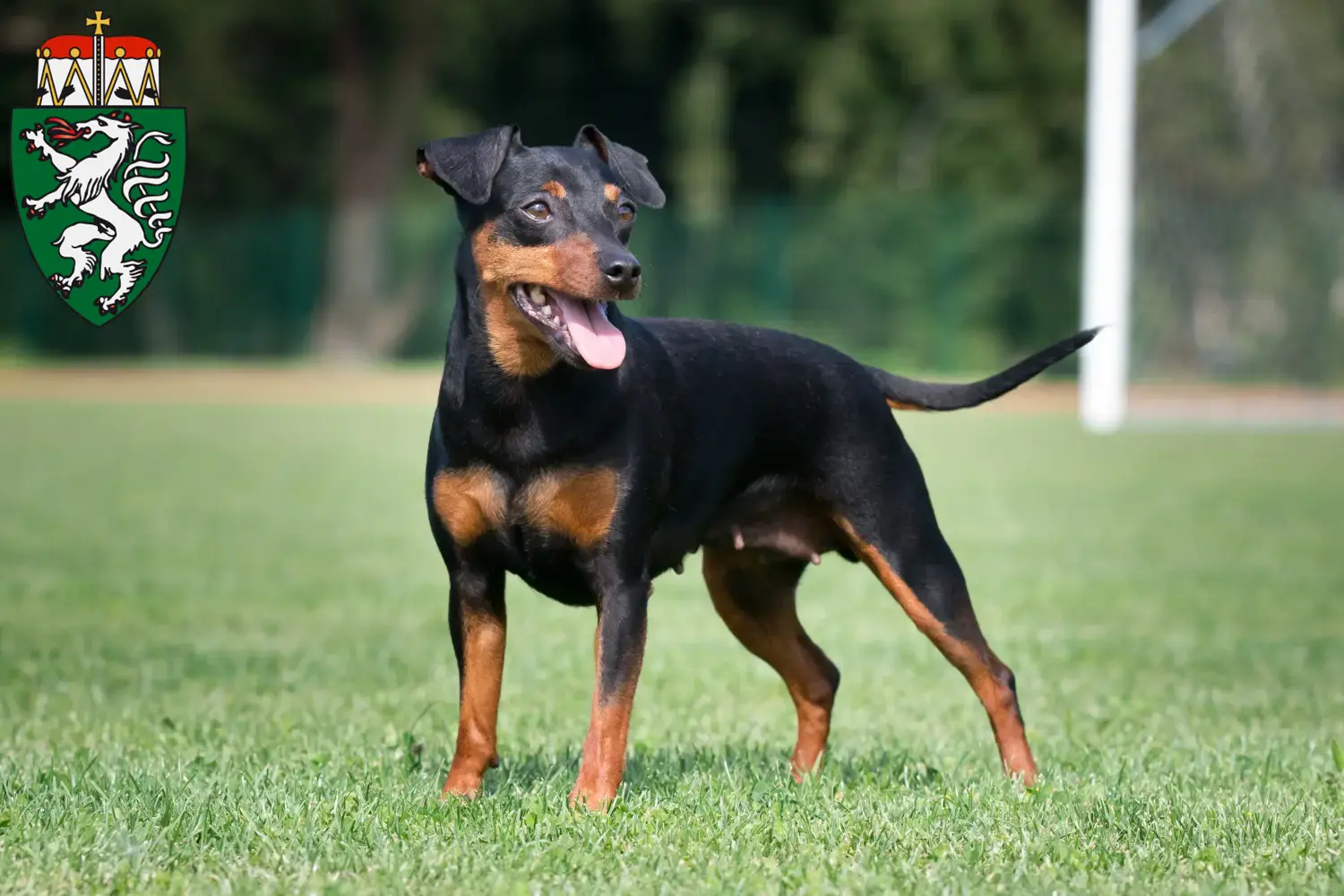 Zwergpinscher Welpen und Züchter Steiermark Hier findest Du Zwergpinscher Züchter in der Steiermark.