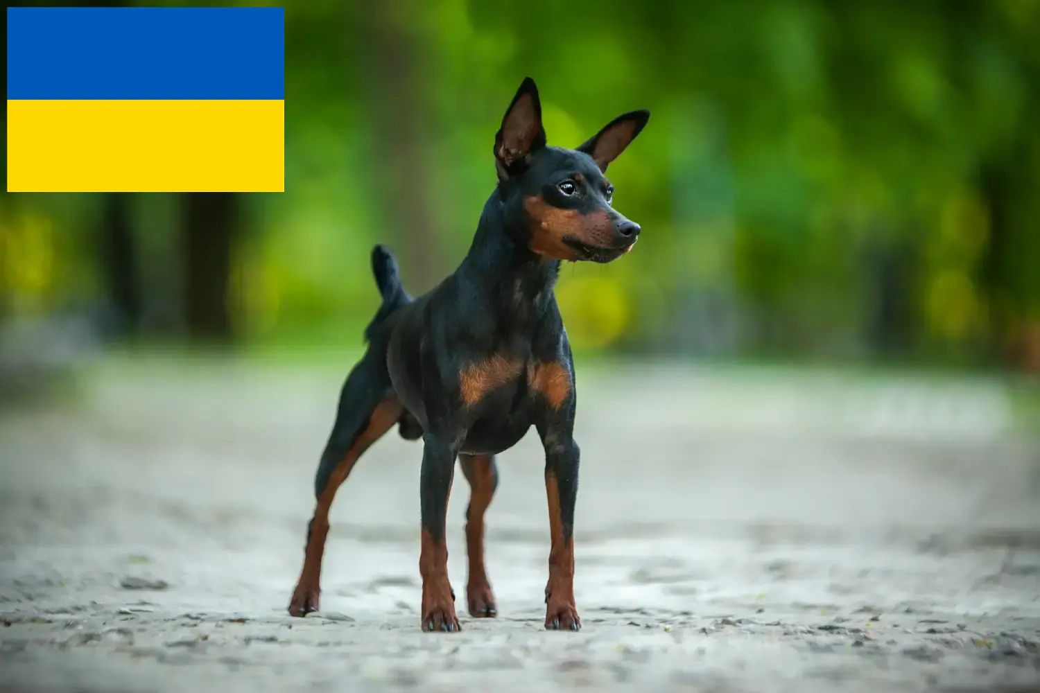 Zwergpinscher Welpen und Züchter Ukraine Hier findest Du Zwergpinscher Züchter in der Ukraine.