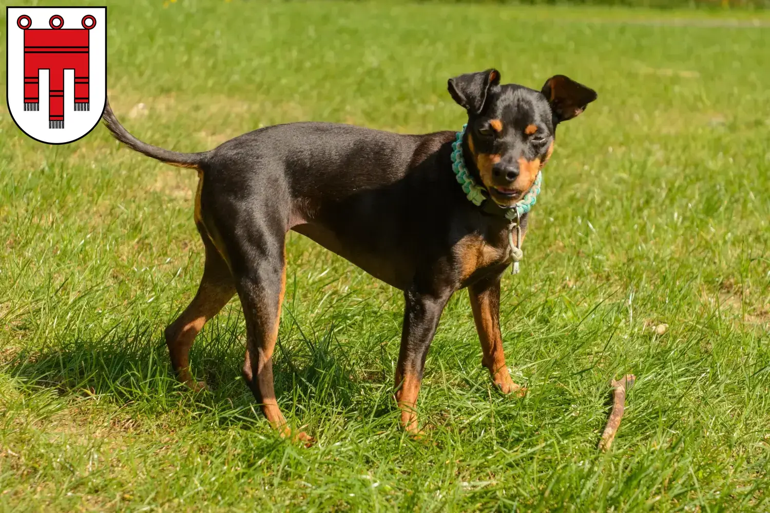Zwergpinscher Welpen und Züchter Vorarlberg Hier findest Du Zwergpinscher Züchter in Vorarlberg.