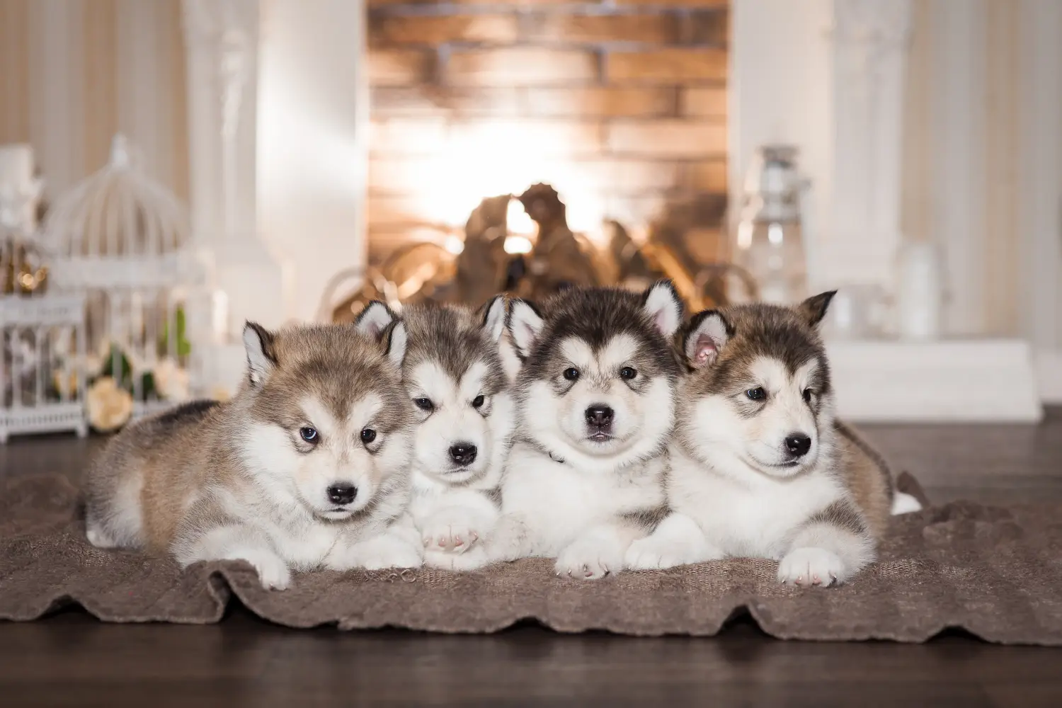 Einen Alaskan Malamute Welpen zu kaufen, bedeutet Verantwortung zu übernehmen! Alaskan Malamute Welpen kaufen.