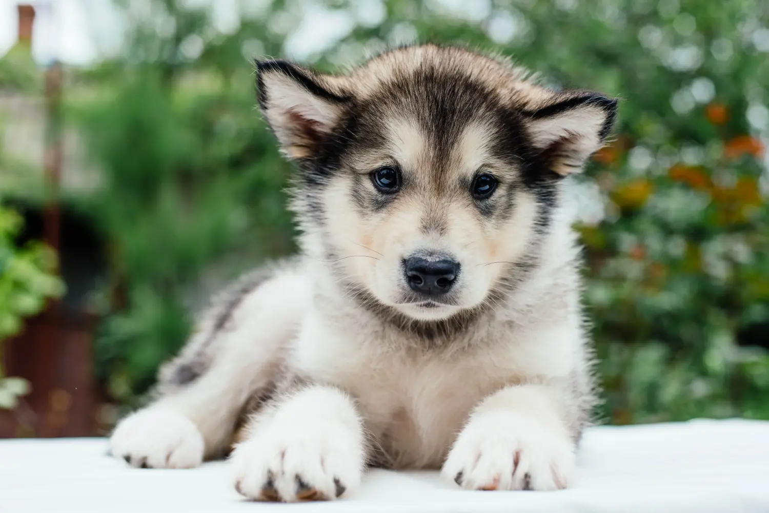 Einen Alaskan Malamute Welpen zu kaufen, bedeutet Verantwortung zu übernehmen! Alaskan Malamute Welpen kaufen.