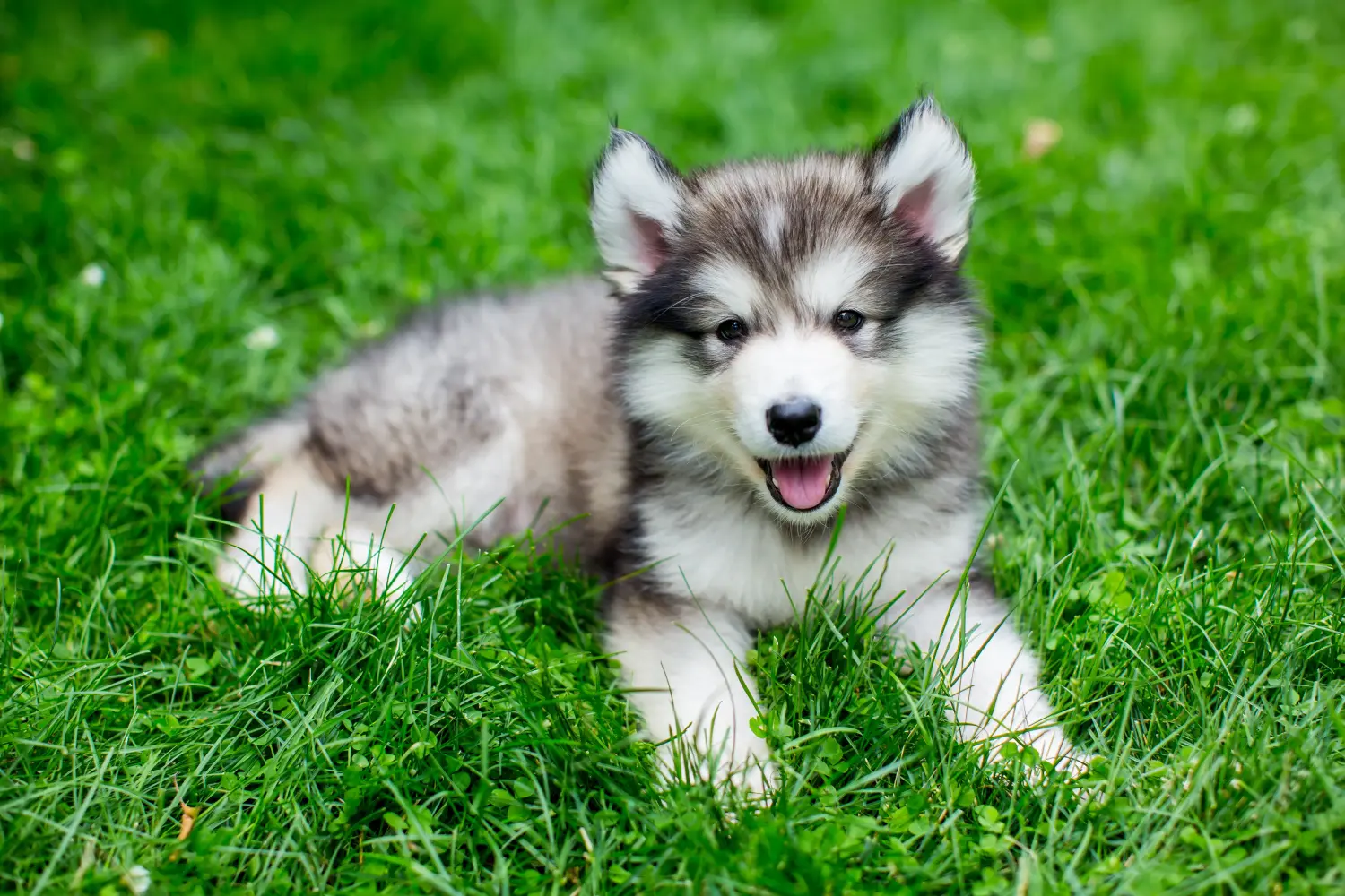 Einen Alaskan Malamute Welpen zu kaufen, bedeutet Verantwortung zu übernehmen! Alaskan Malamute Welpen kaufen.