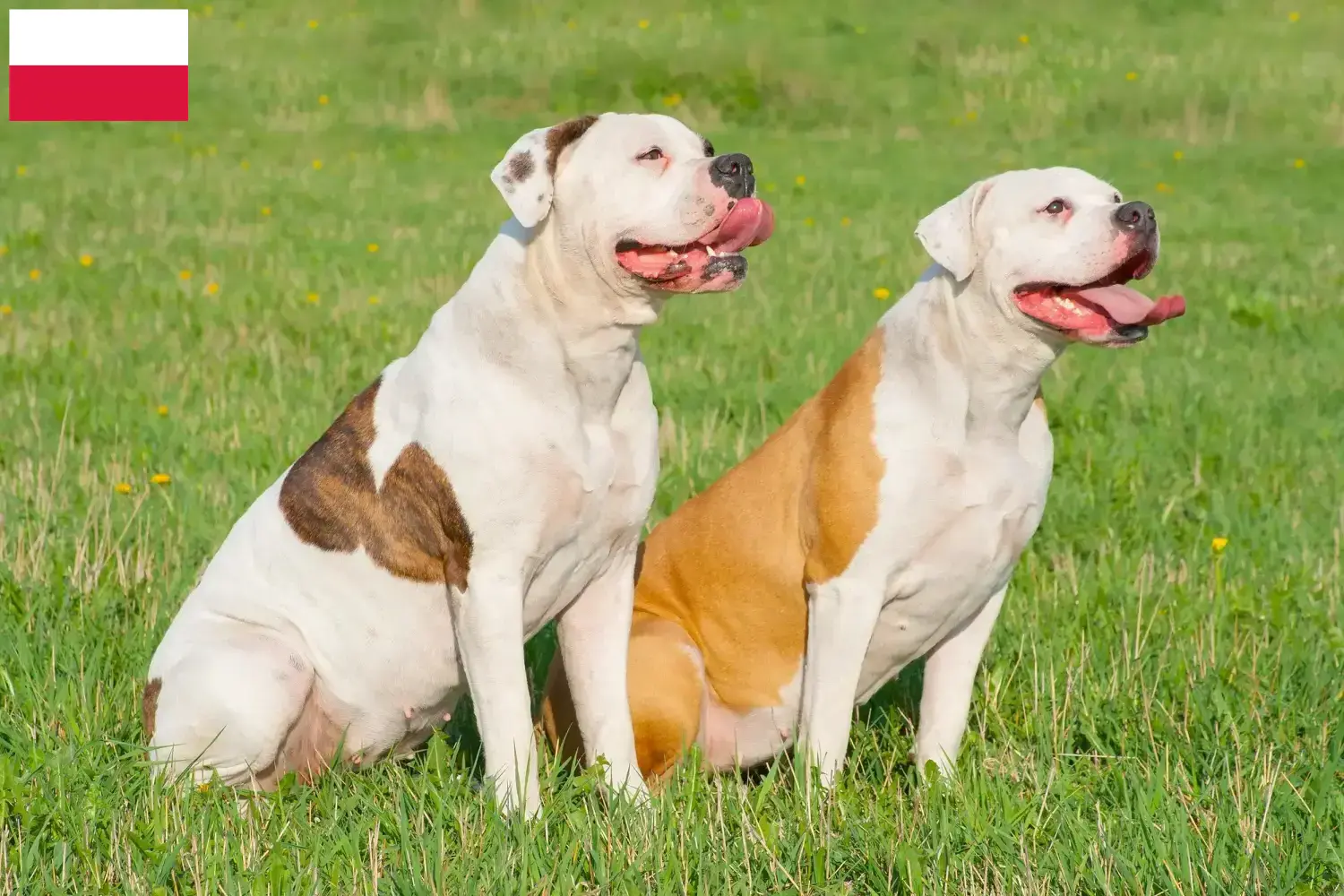 American Bulldog Welpen und Züchter Polen Hier findest Du American Bulldogs Züchter in Polen.
