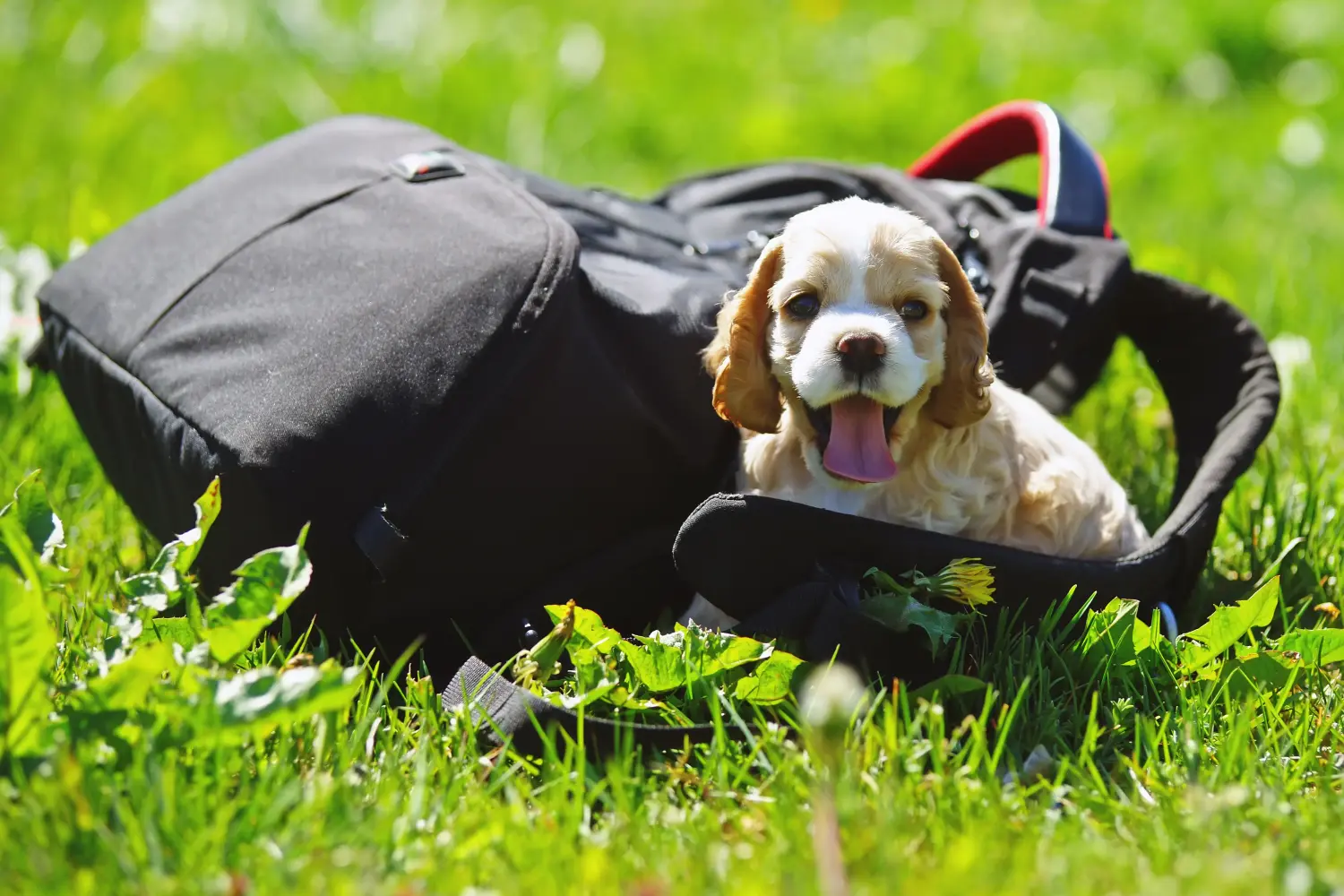 Einen American Water Spaniel Welpen zu kaufen, bedeutet Verantwortung zu übernehmen! American Cocker Spaniel Welpen kaufen.