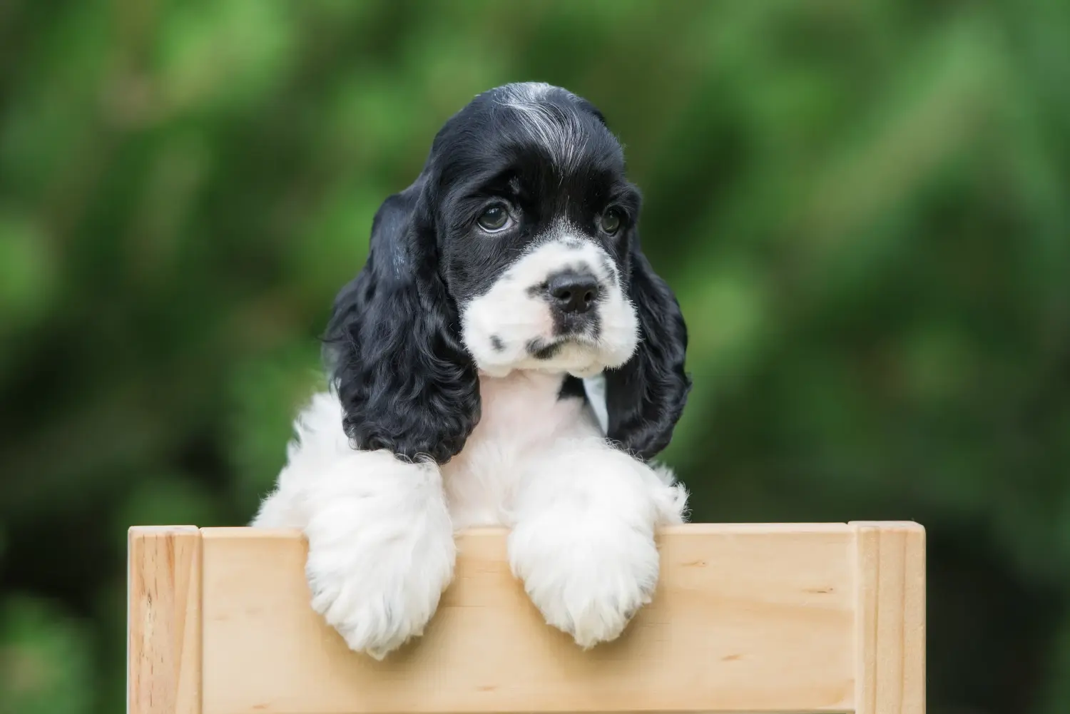 Einen American Water Spaniel Welpen zu kaufen, bedeutet Verantwortung zu übernehmen! American Cocker Spaniel Welpen kaufen.