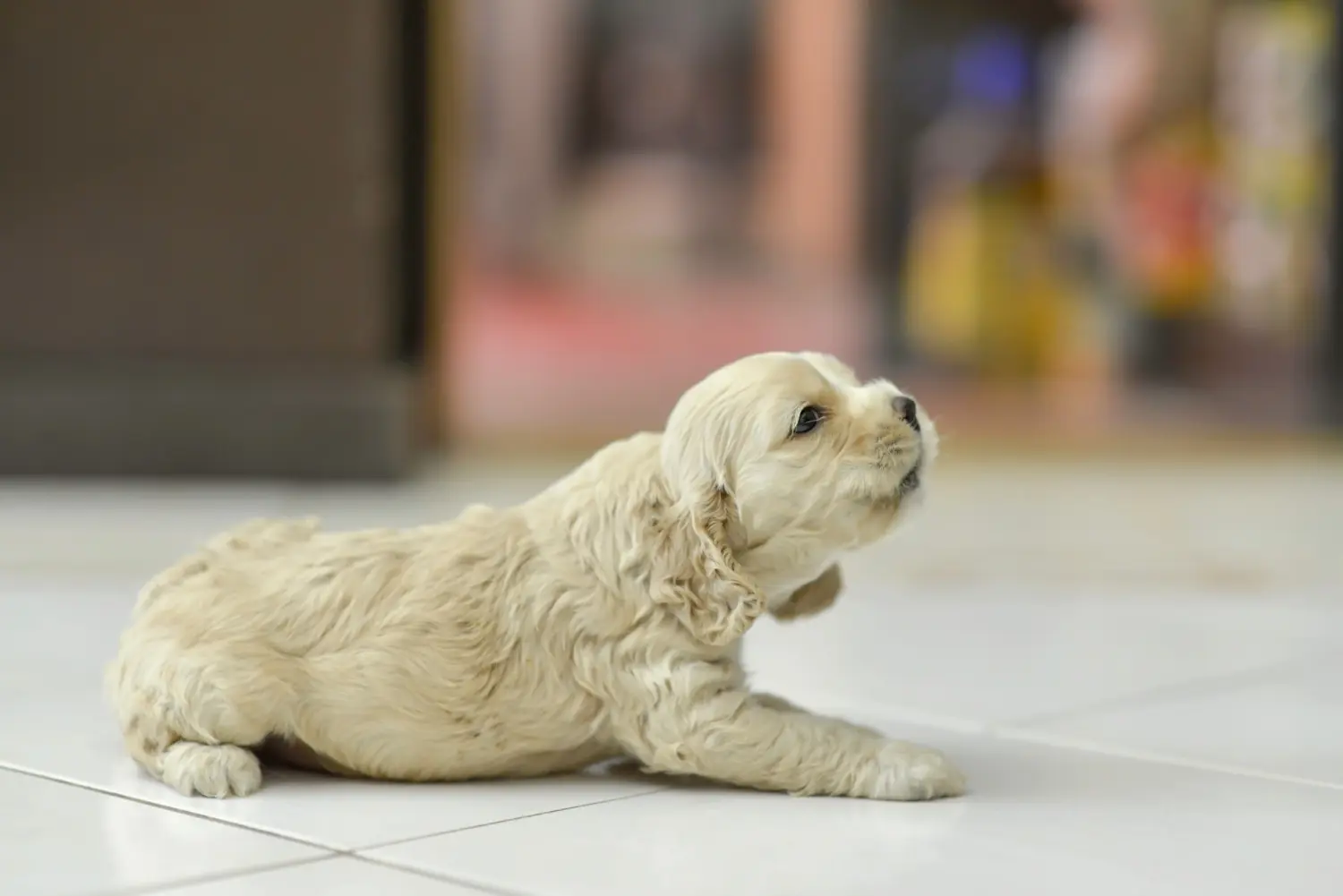 Einen American Water Spaniel Welpen zu kaufen, bedeutet Verantwortung zu übernehmen! American Cocker Spaniel Welpen kaufen.
