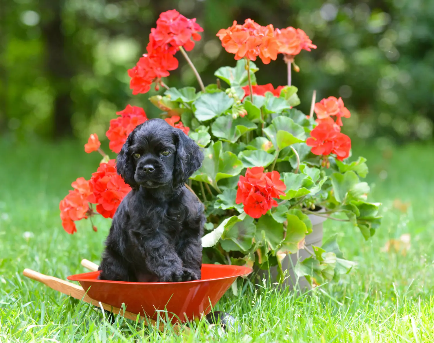 Einen American Water Spaniel Welpen zu kaufen, bedeutet Verantwortung zu übernehmen! American Cocker Spaniel Welpen kaufen.