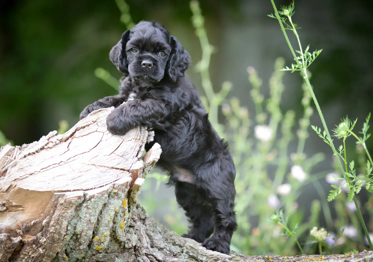 Einen American Water Spaniel Welpen zu kaufen, bedeutet Verantwortung zu übernehmen! American Cocker Spaniel Welpen kaufen.