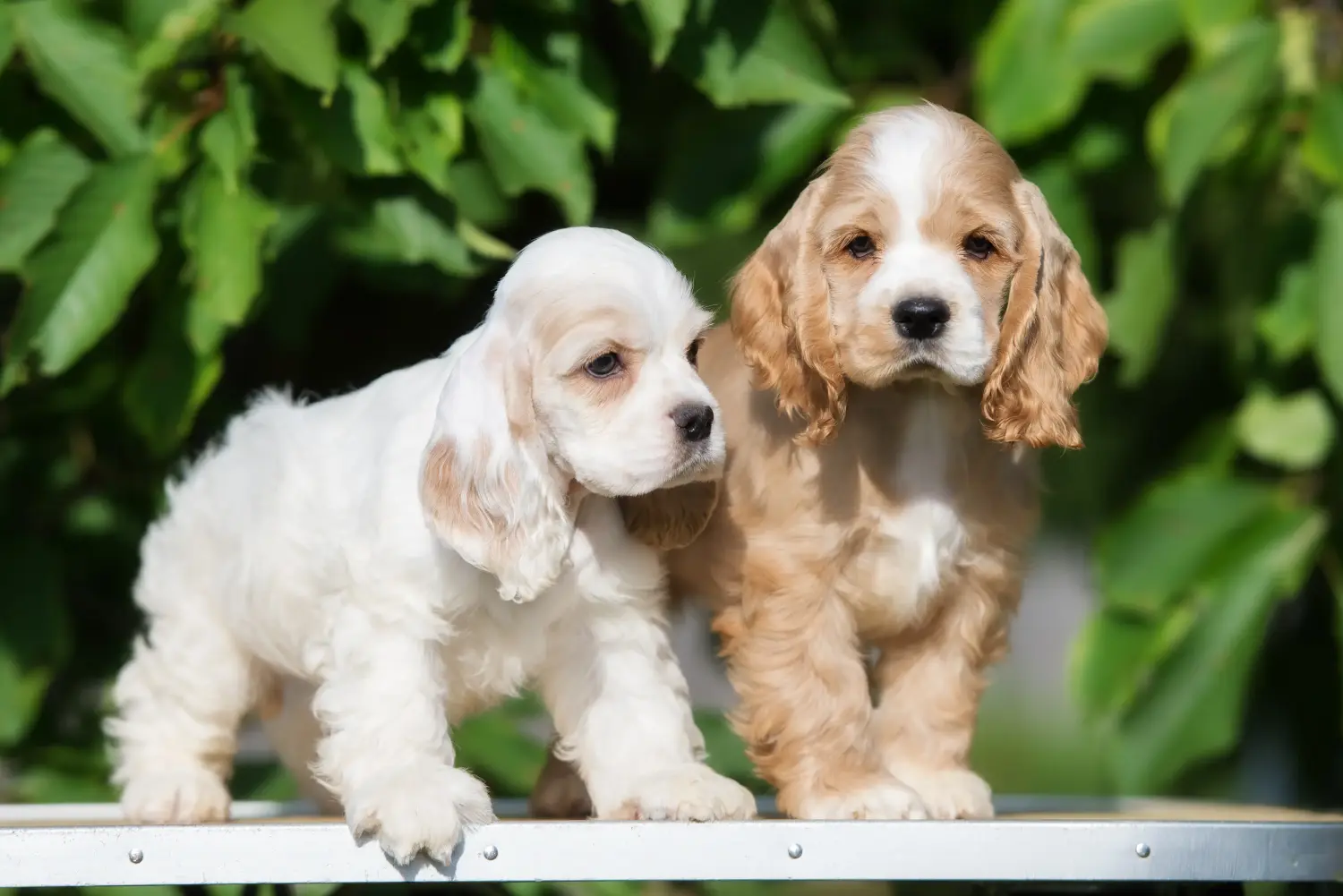 Einen American Water Spaniel Welpen zu kaufen, bedeutet Verantwortung zu übernehmen! American Cocker Spaniel Welpen kaufen.
