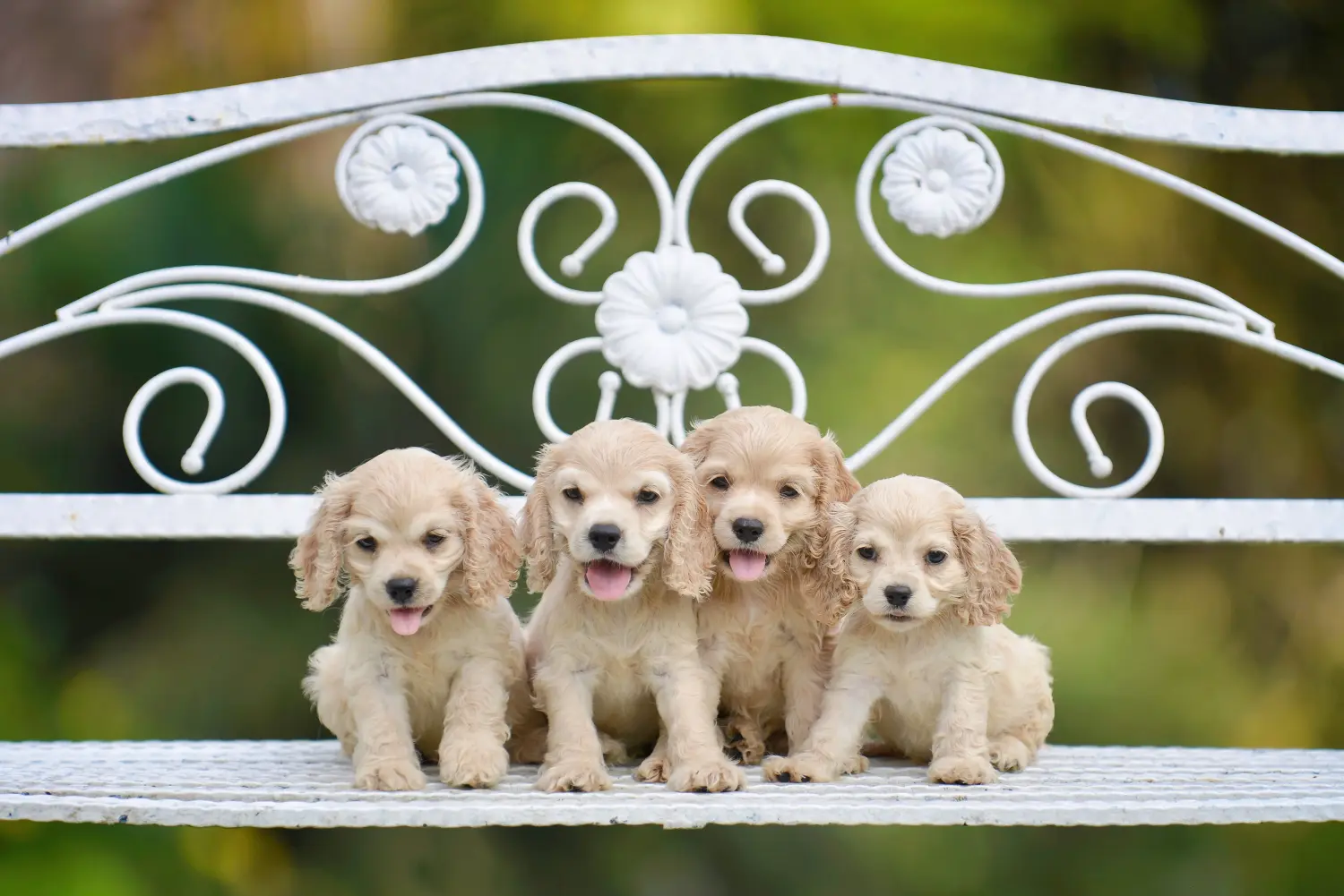 Einen American Water Spaniel Welpen zu kaufen, bedeutet Verantwortung zu übernehmen! American Cocker Spaniel Welpen kaufen.