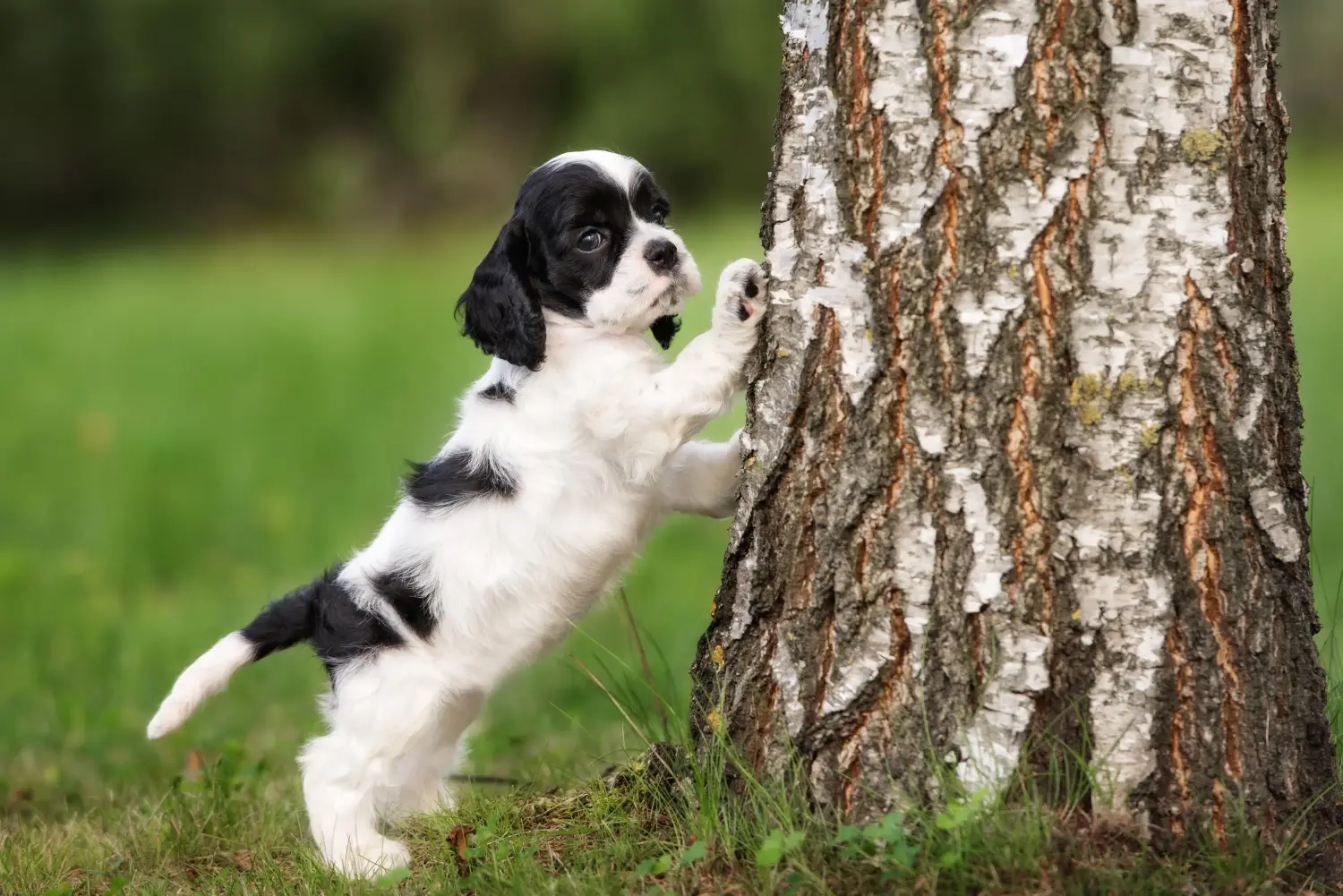 Einen American Water Spaniel Welpen zu kaufen, bedeutet Verantwortung zu übernehmen! American Cocker Spaniel Welpen kaufen.
