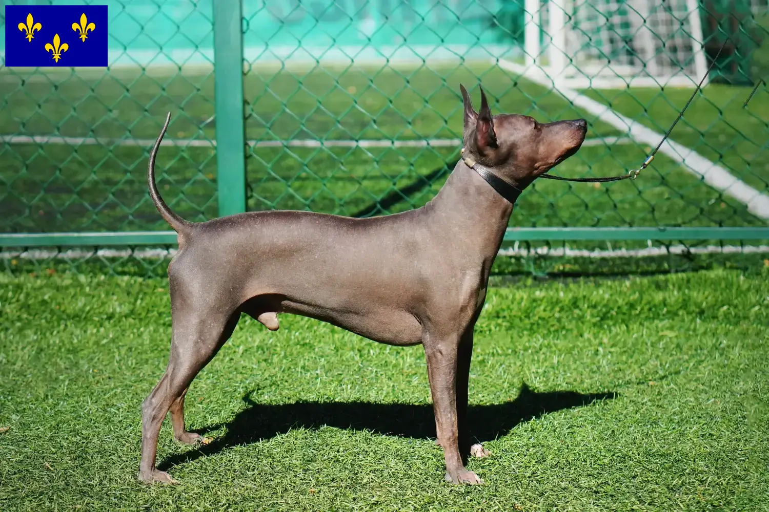 American Hairless Terrier Welpen und Züchter Île-de-France Hier findest Du American Hairless Terrier Züchter in Île-de-France.