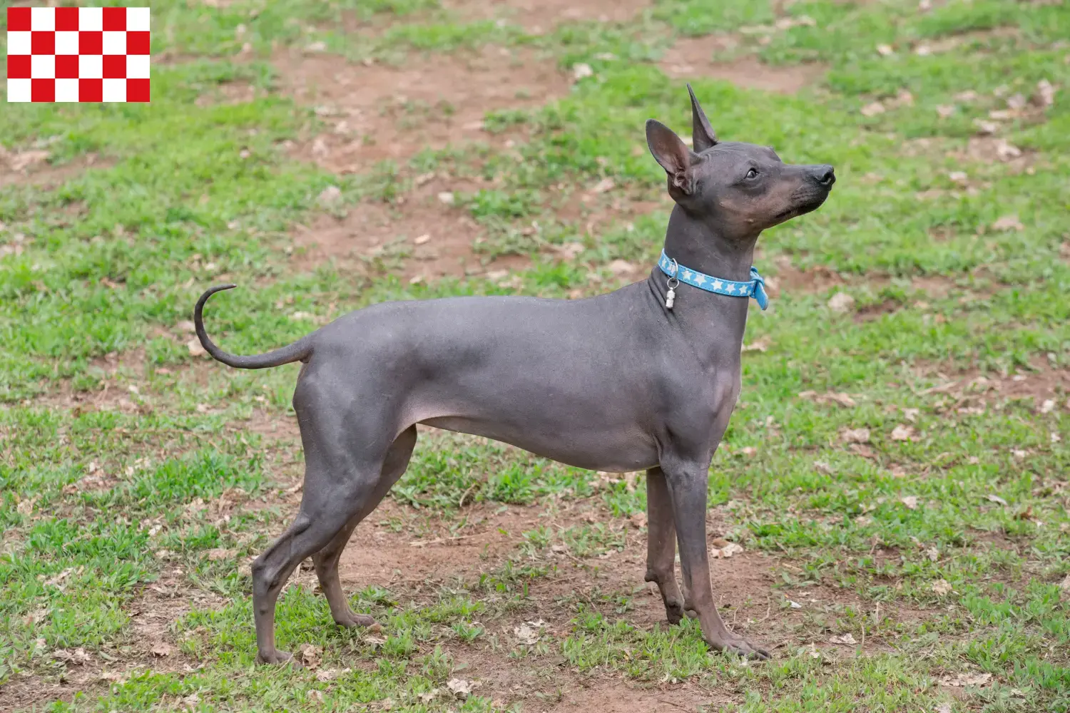 American Hairless Terrier Welpen und Züchter Nordbrabant Hier findest Du American Hairless Terrier Züchter in Nordbrabant.