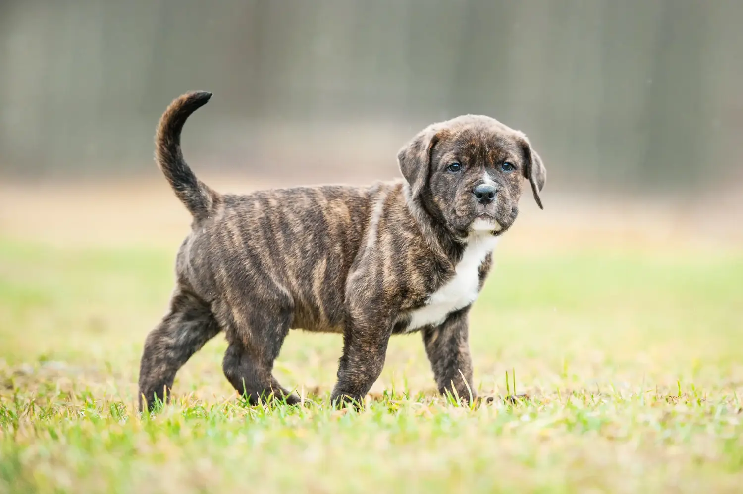 Einen American Staffordshire Terrier Welpen zu kaufen, bedeutet Verantwortung zu übernehmen! American Staffordshire Terrier Welpen kaufen.