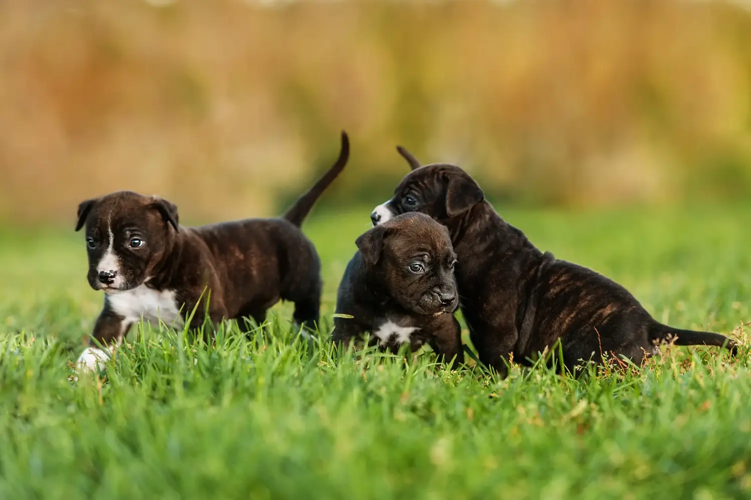 Einen American Staffordshire Terrier Welpen zu kaufen, bedeutet Verantwortung zu übernehmen! American Staffordshire Terrier Welpen kaufen.