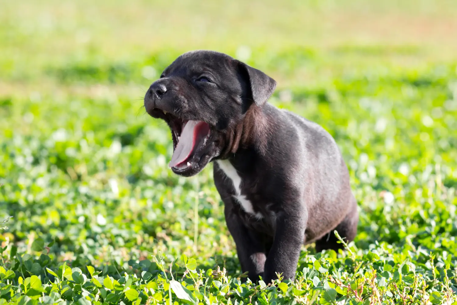 Einen American Staffordshire Terrier Welpen zu kaufen, bedeutet Verantwortung zu übernehmen! American Staffordshire Terrier Welpen kaufen.