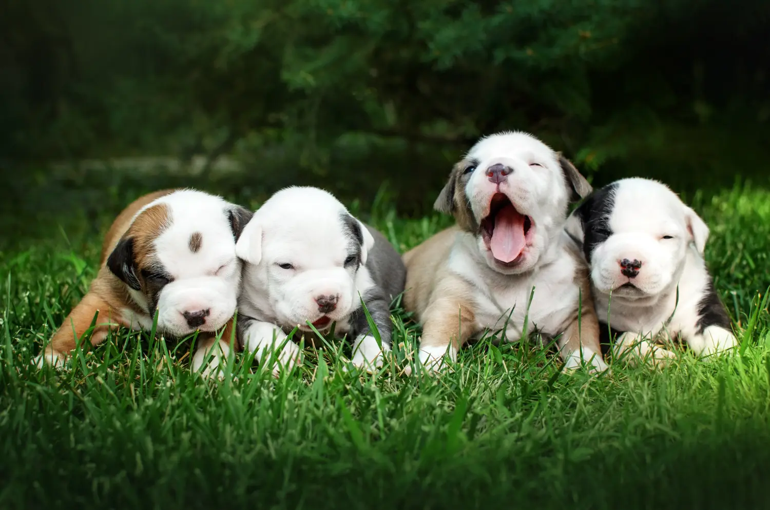 Einen American Staffordshire Terrier Welpen zu kaufen, bedeutet Verantwortung zu übernehmen! American Staffordshire Terrier Welpen kaufen.