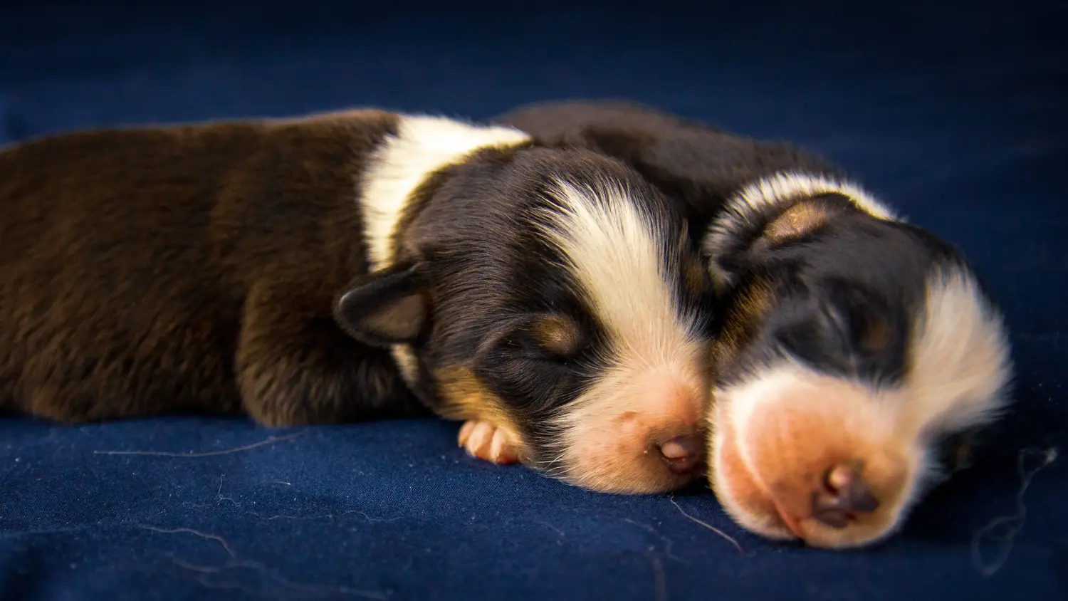 Einen American Staffordshire Terrier Welpen zu kaufen, bedeutet Verantwortung zu übernehmen! American Staffordshire Terrier Welpen kaufen.