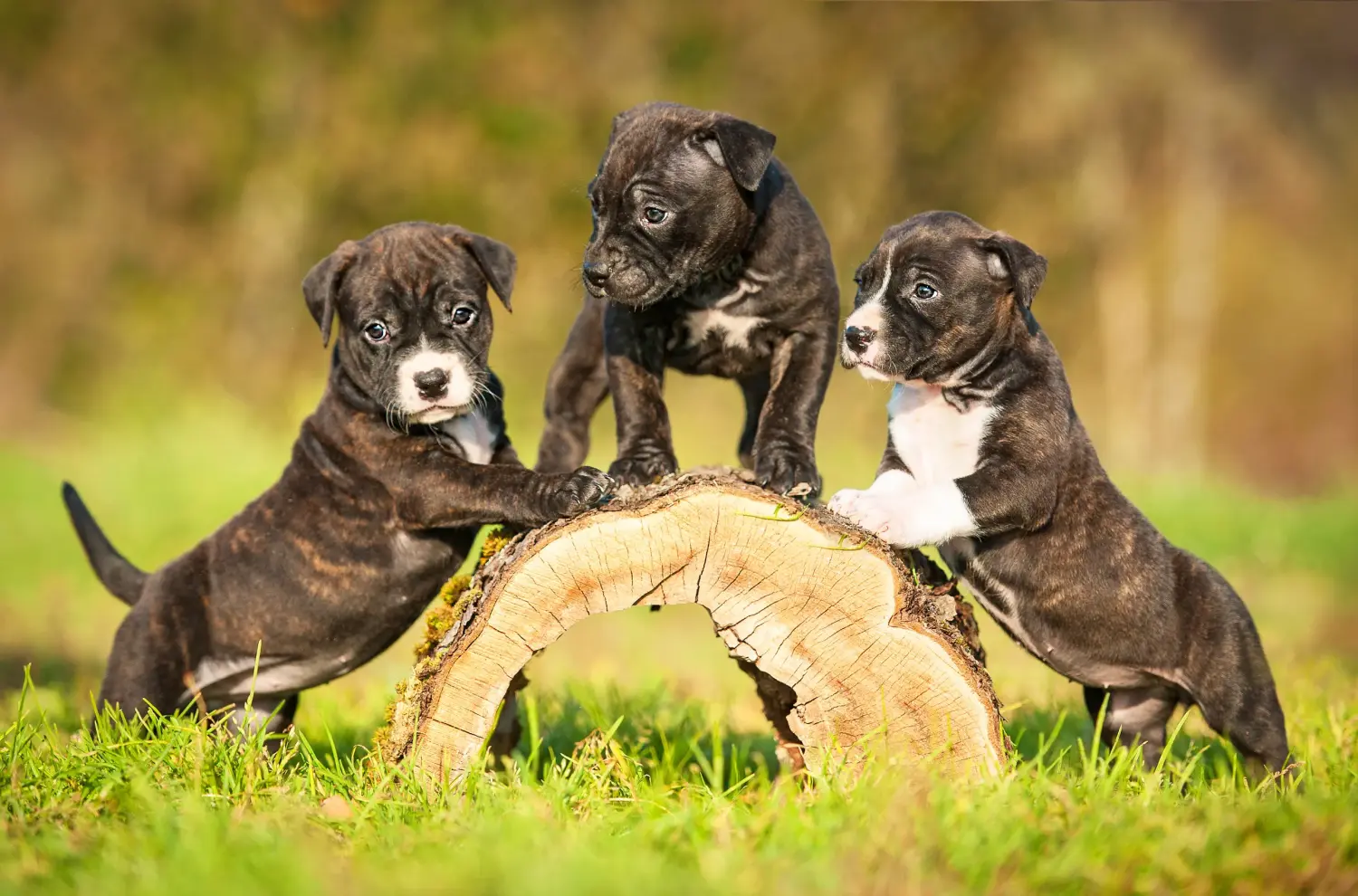 Einen American Staffordshire Terrier Welpen zu kaufen, bedeutet Verantwortung zu übernehmen! American Staffordshire Terrier Welpen kaufen.