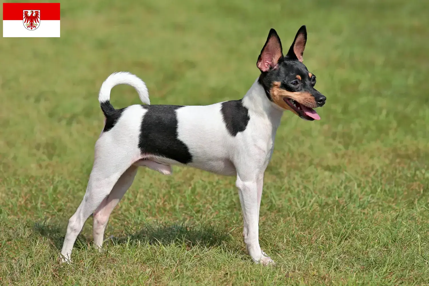 American Toy Terrier Welpen und Züchter Brandenburg Hier findest Du American Toy Terrier Züchter in Brandenburg.