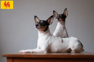 Mehr über den Artikel erfahren American Toy Terrier Züchter und Welpen in Wallonische Region