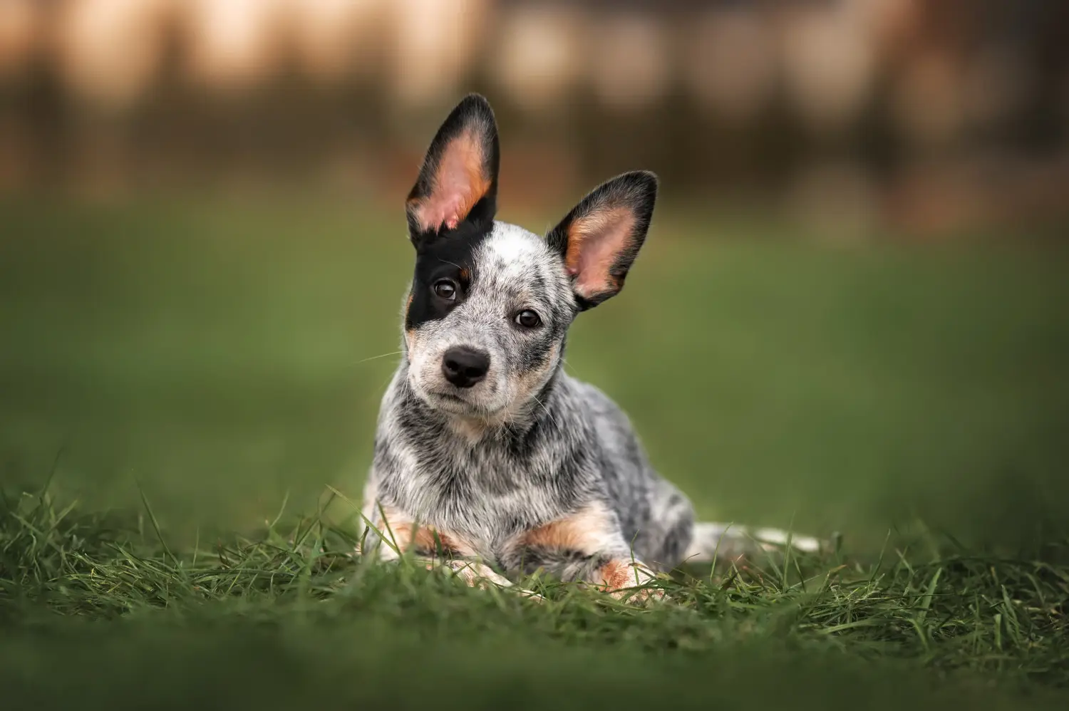 Einen Australian Cattle Dog Welpen zu kaufen, bedeutet Verantwortung zu übernehmen! Australian Cattle Dog Welpen kaufen.