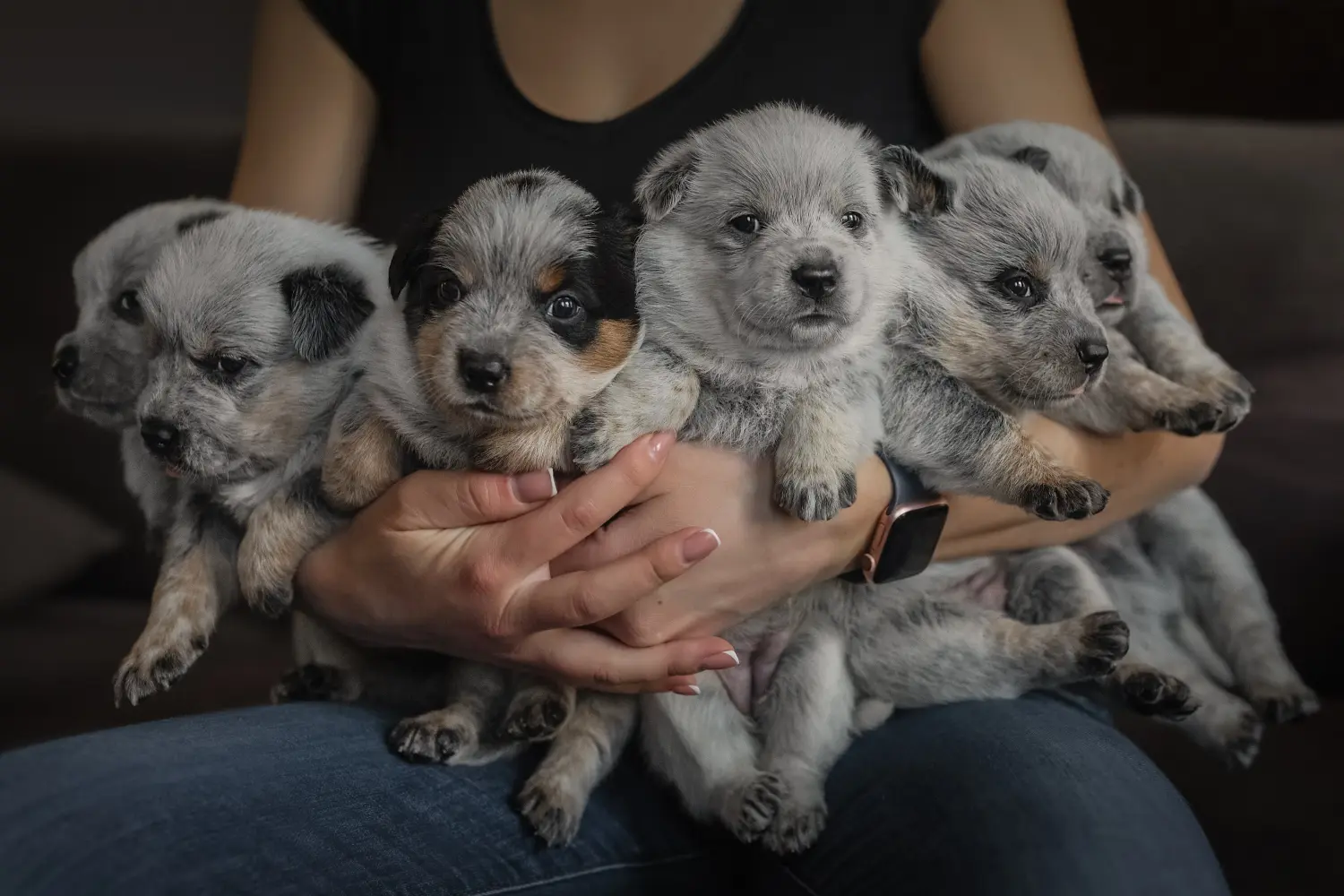 Einen Australian Cattle Dog Welpen zu kaufen, bedeutet Verantwortung zu übernehmen! Australian Cattle Dog Welpen kaufen.