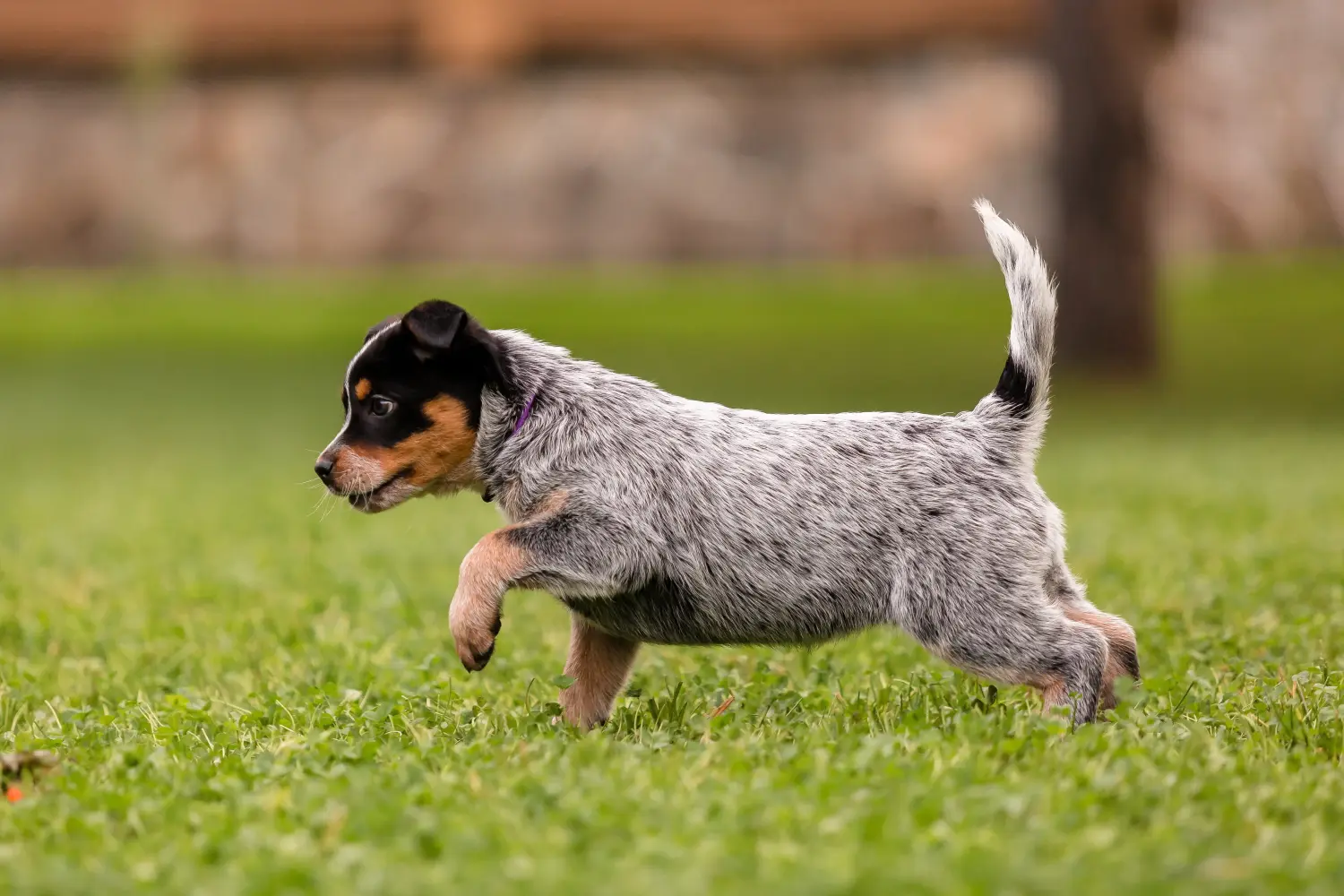 Einen Australian Cattle Dog Welpen zu kaufen, bedeutet Verantwortung zu übernehmen! Australian Cattle Dog Welpen kaufen.