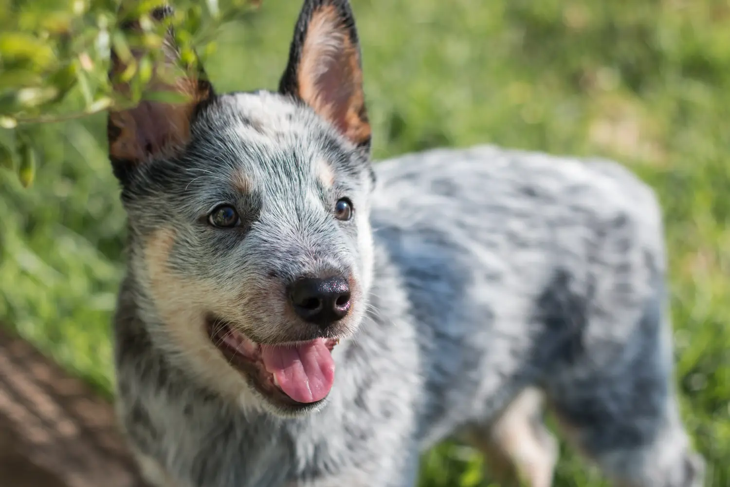 Einen Australian Cattle Dog Welpen zu kaufen, bedeutet Verantwortung zu übernehmen! Australian Cattle Dog Welpen kaufen.