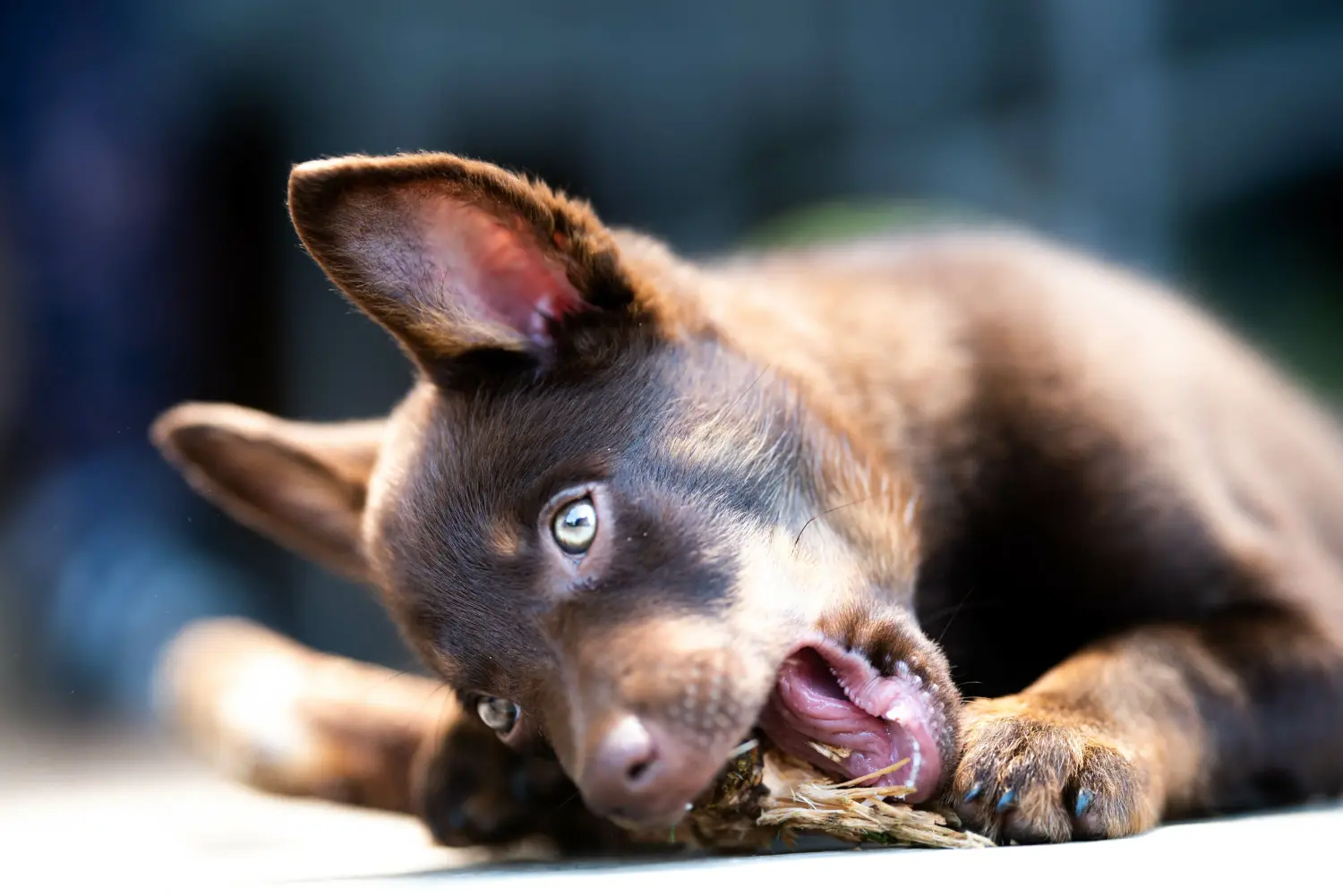 Einen Australian Kelpie Welpen zu kaufen, bedeutet Verantwortung zu übernehmen! Australian Kelpie Welpen kaufen.