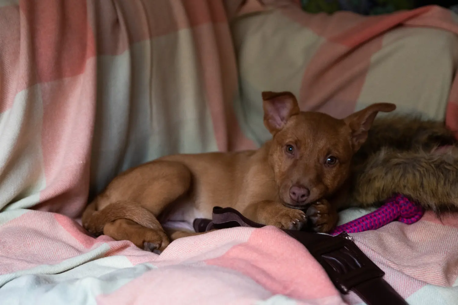 Einen Australian Kelpie Welpen zu kaufen, bedeutet Verantwortung zu übernehmen! Australian Kelpie Welpen kaufen.